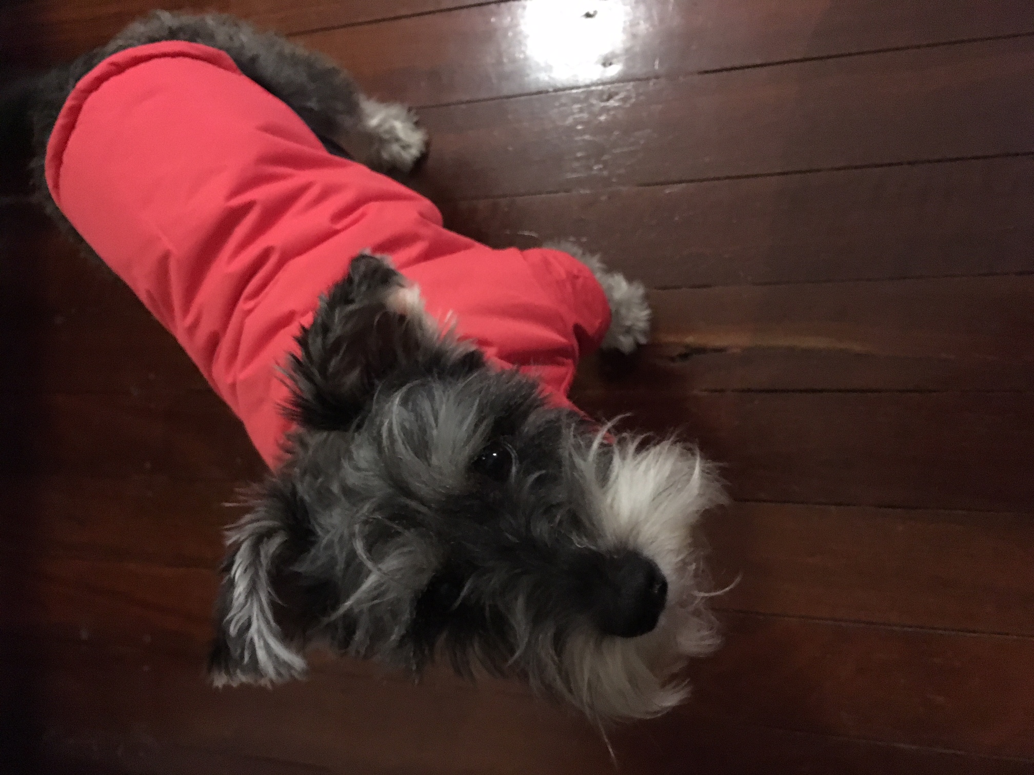 Fritz And Freda Small Female Schnauzer Miniature Dog In Sa Petrescue