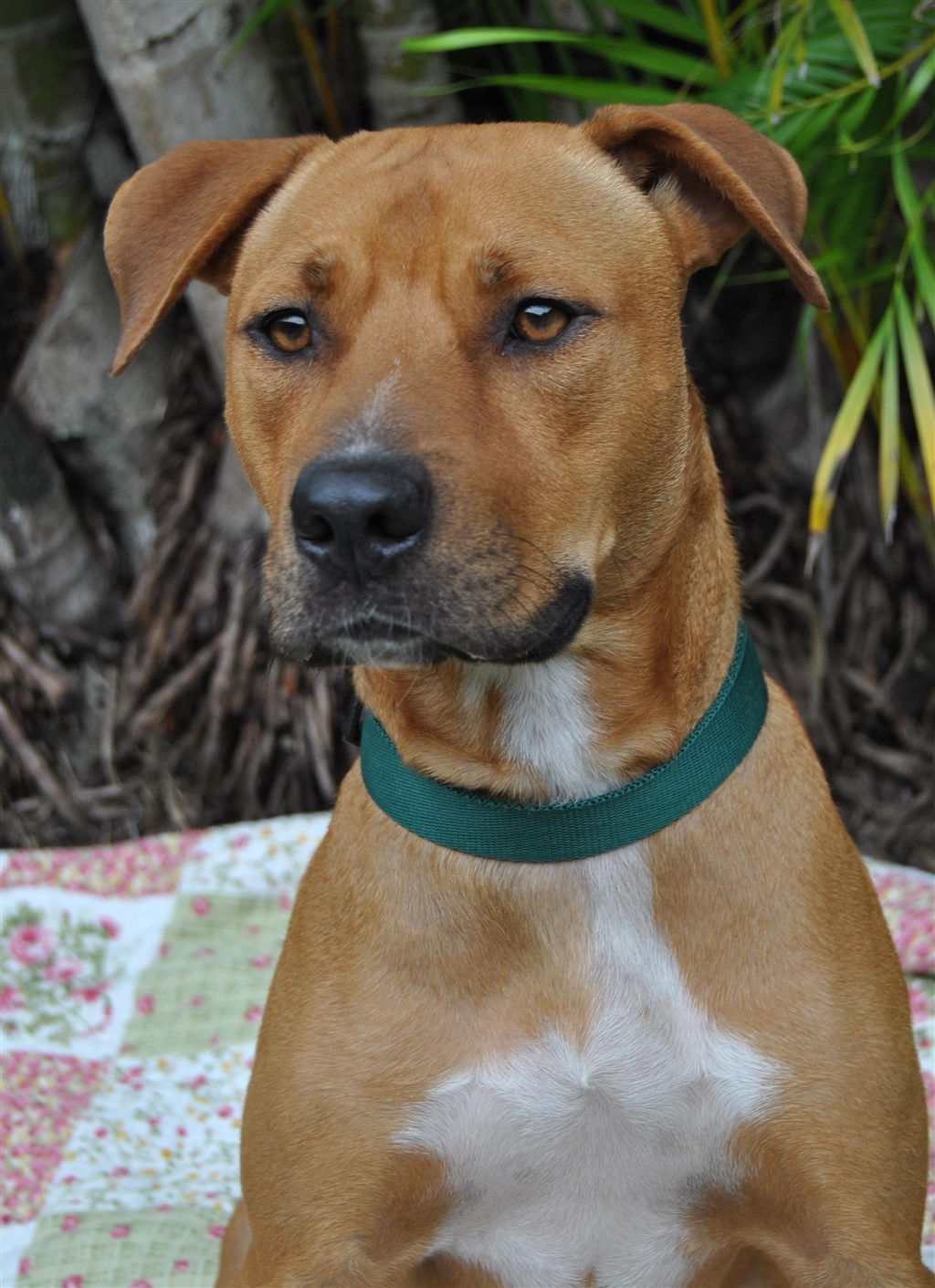 Sophie Medium Female Rhodesian Ridgeback x English Staffordshire Bull Terrier Mix Dog in QLD