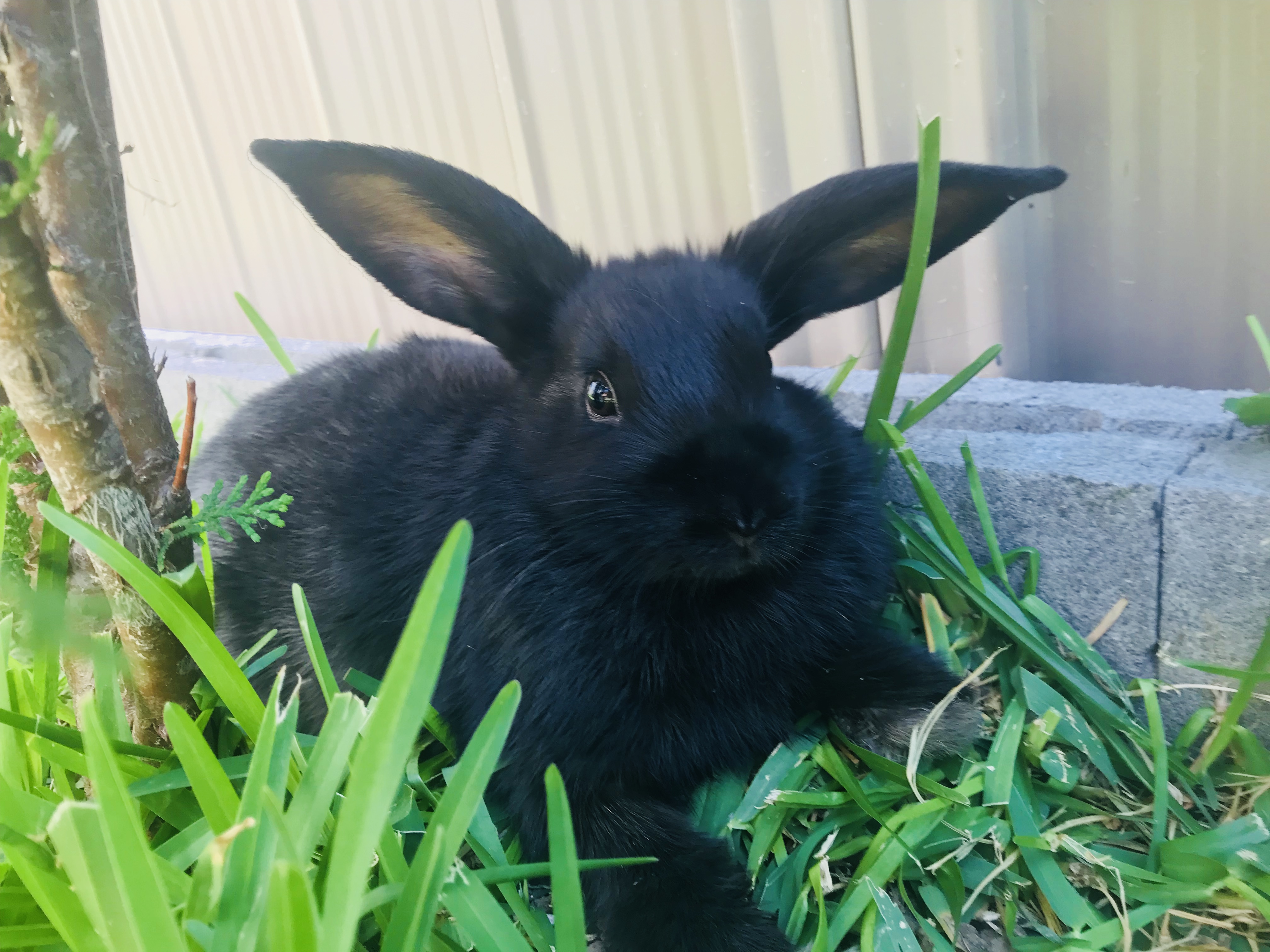 Britt Female Rabbit in NSW PetRescue
