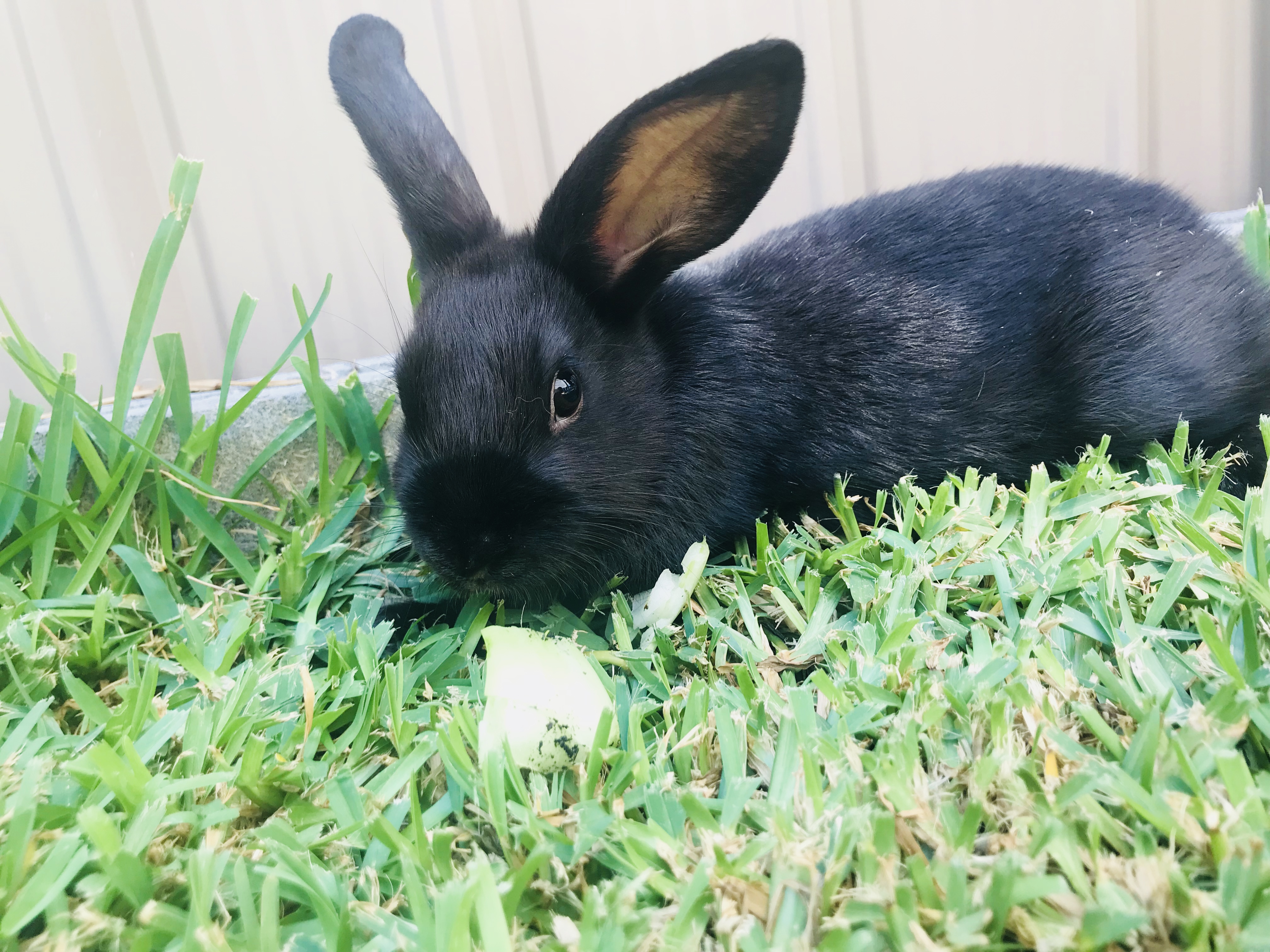 Black Betty Female Dwarf Rabbit in NSW PetRescue