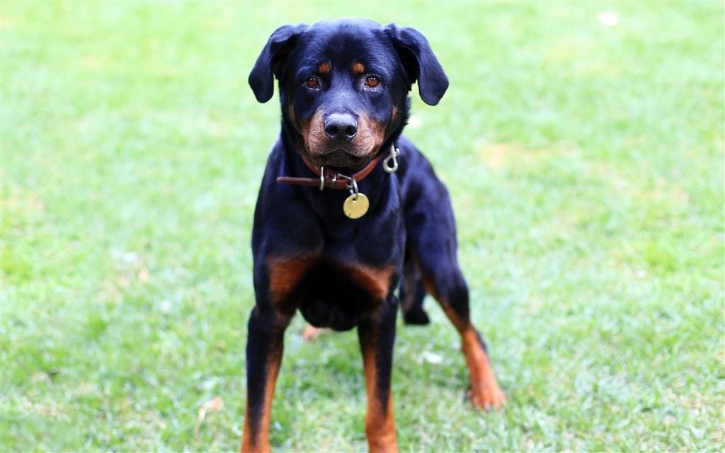 Diesel - Large Male Rottweiler Mix Dog in VIC - PetRescue