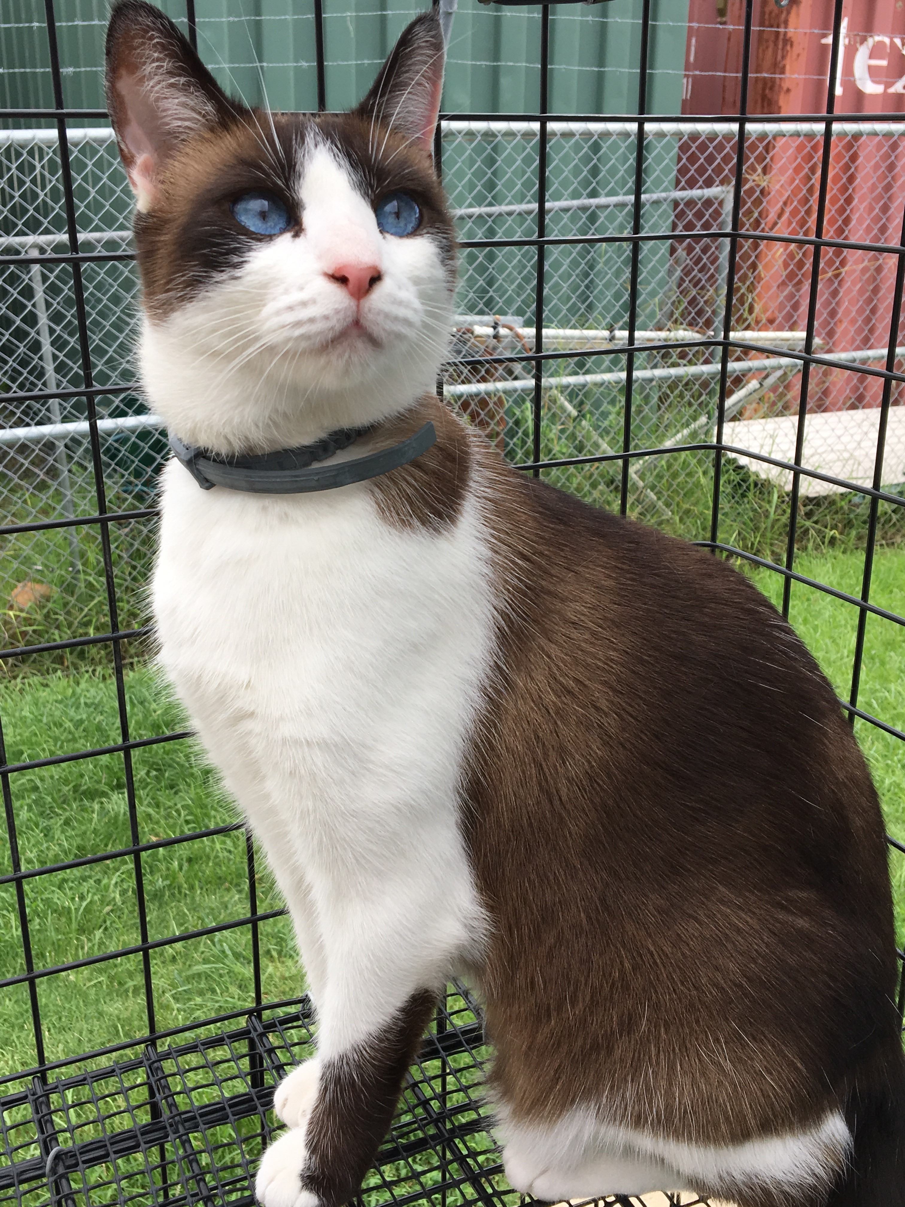 boots-male-snowshoe-mix-cat-in-qld-petrescue