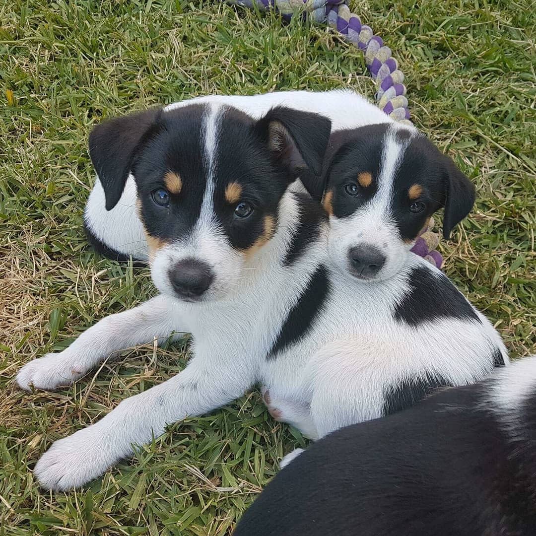 Dalmatian hotsell cross kelpie