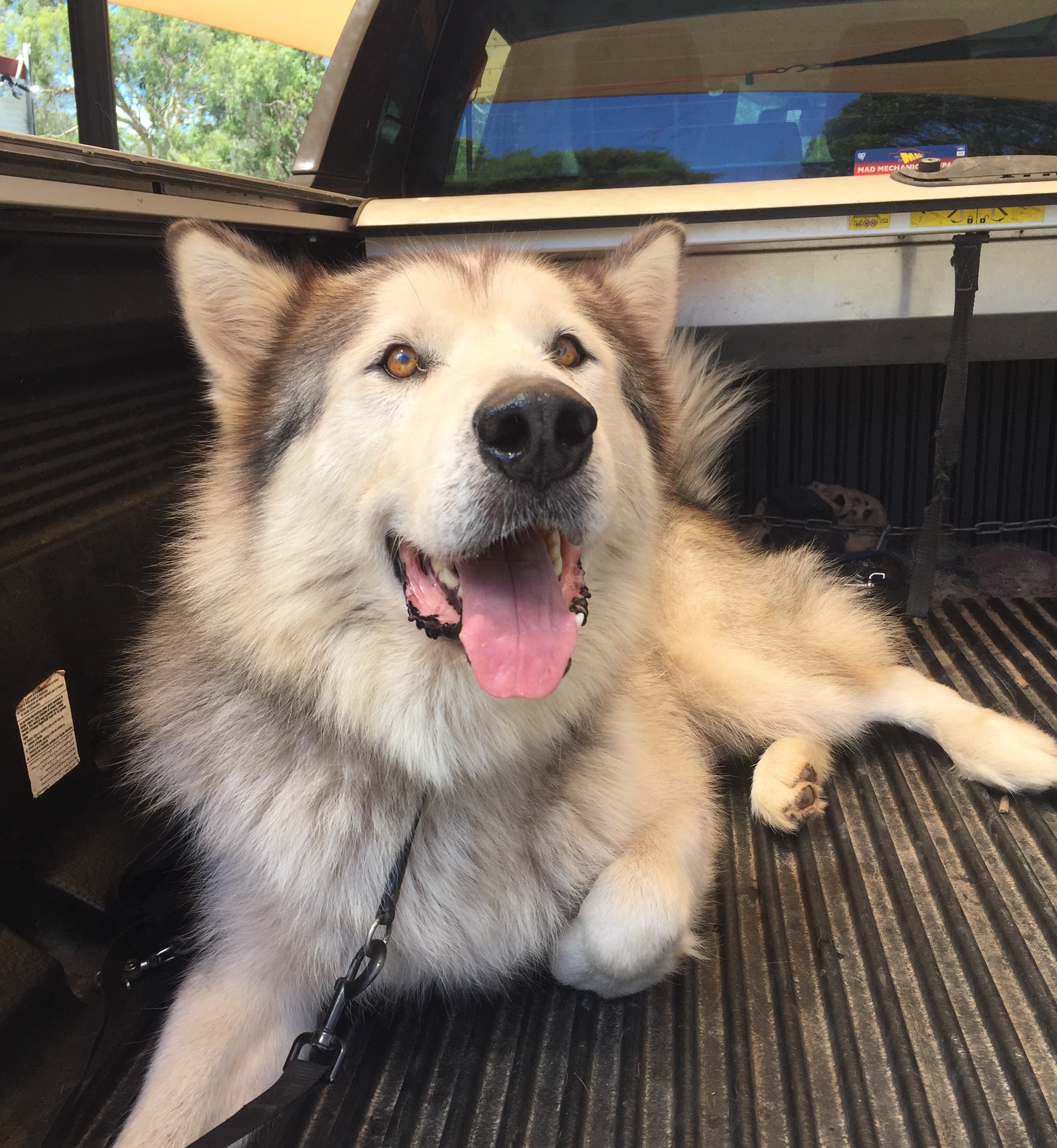 Mack - Large Male Alaskan Malamute Dog in NSW - PetRescue
