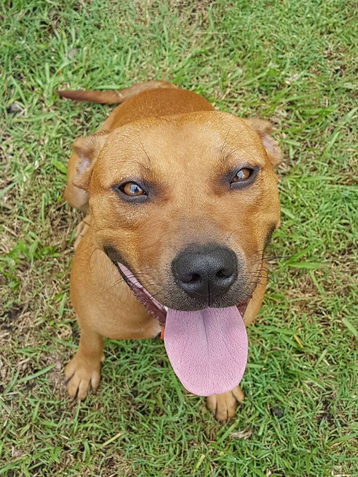 Missy (Tan) Medium Female Staffy Mix Dog in QLD PetRescue