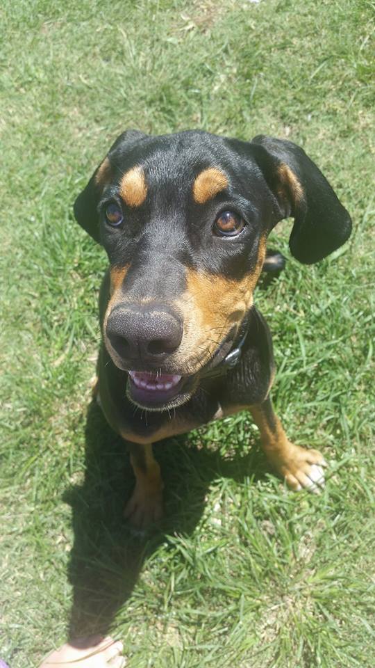 Delilah - Medium Female Rottweiler Mix Dog in QLD - PetRescue