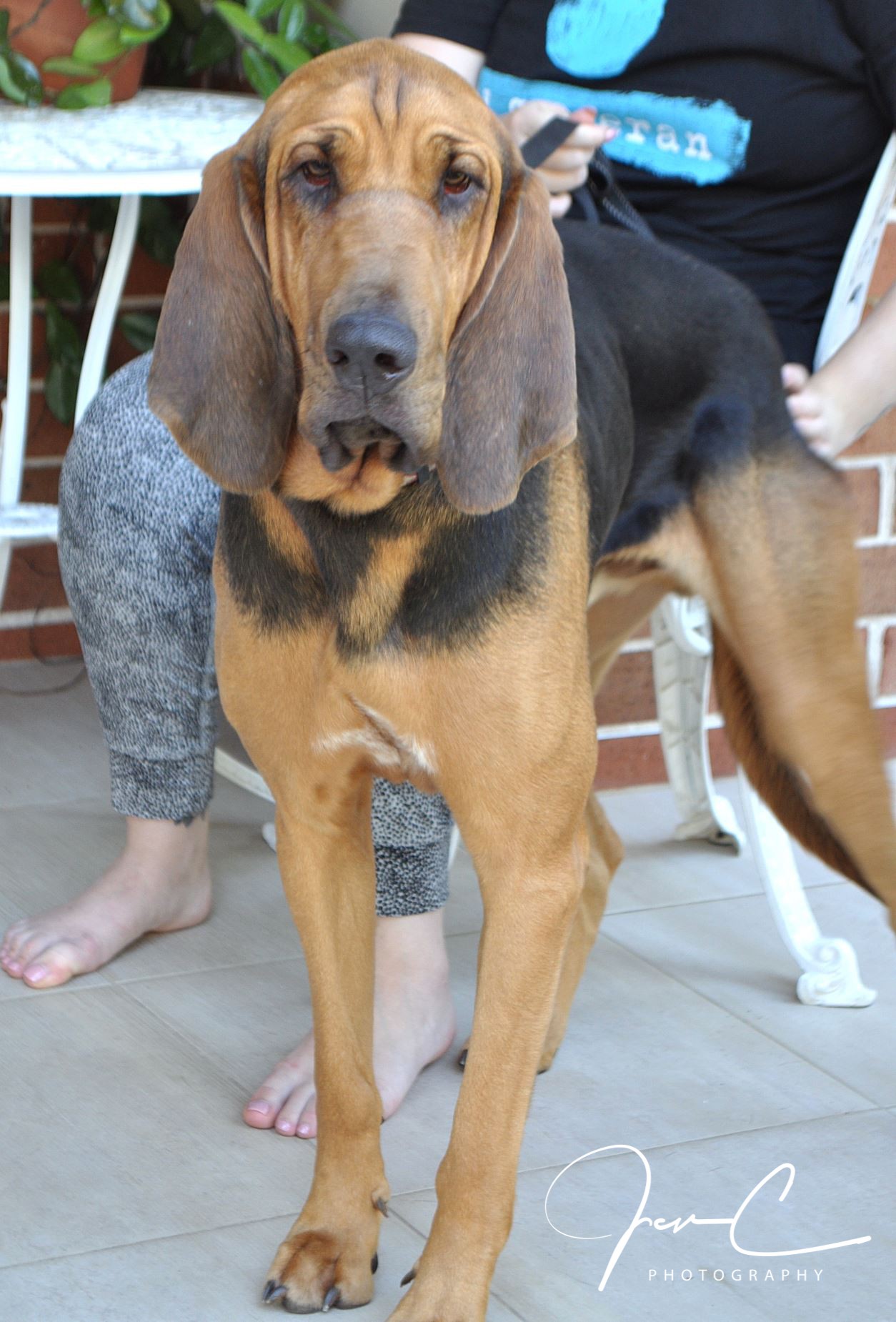 Begrænsning Gladys Afskrække Chief our magnificent young hound - Large Male Bloodhound x Coonhound Mix  Dog in NSW - PetRescue
