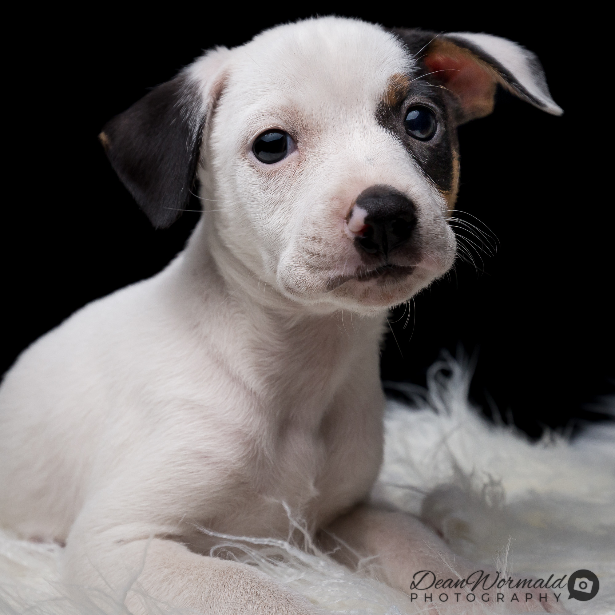 Chopper Staffy x Jack Russell (on trial 26318) Medium Male Jack Russell Terrier x Staffy