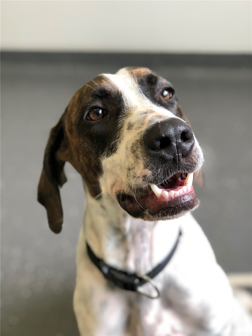 Pointer X Autumn - Medium Female English Pointer Mix Dog in QLD - PetRescue