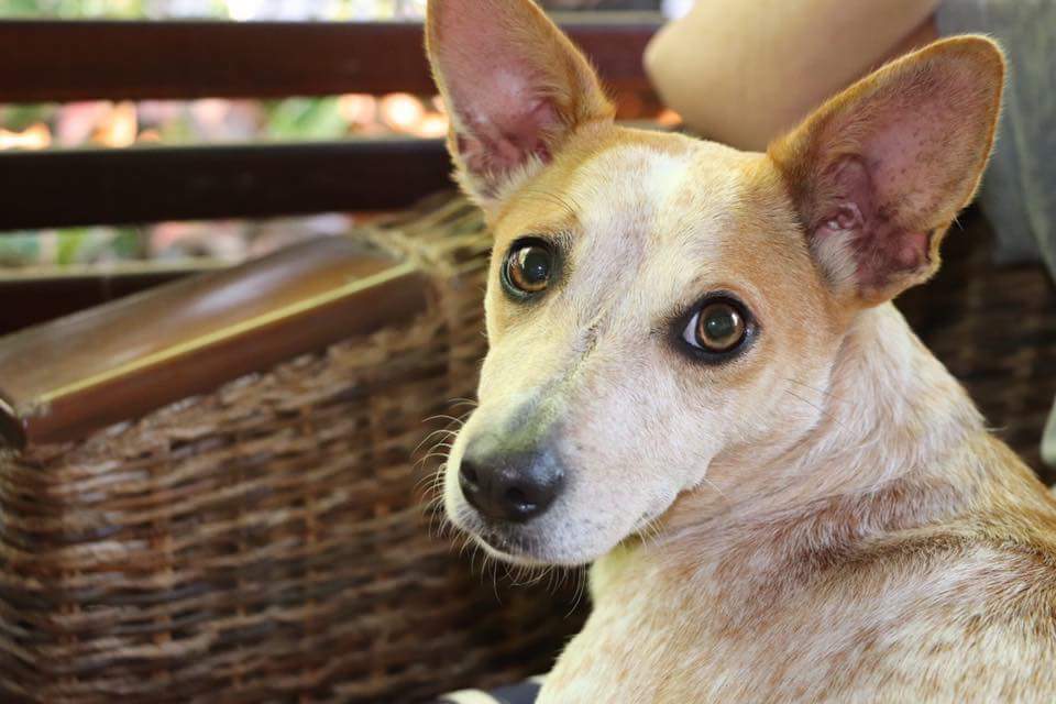 Molly Medium Female Jack Russell Terrier x Red Heeler Mix Dog in QLD PetRescue