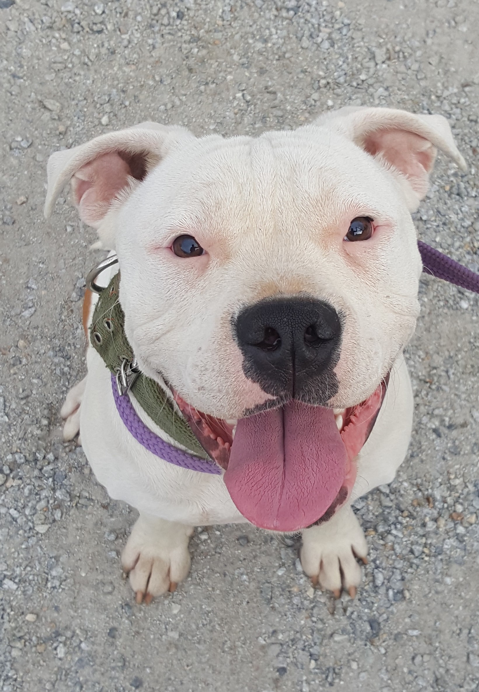 Patch - Medium Male American Bulldog x Staffordshire Bull Terrier Mix Dog in VIC - PetRescue