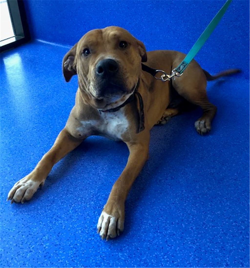 GT Medium Male Rhodesian Ridgeback x American Staffordshire Bull Terrier Mix Dog in QLD
