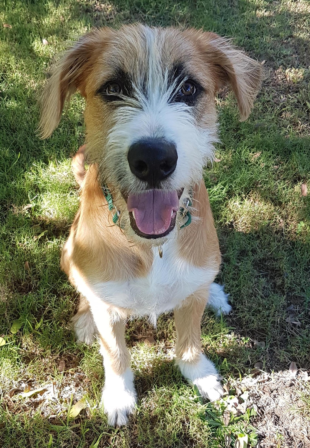 Chippy - Large Male Irish Wolfhound Mix Dog in WA - PetRescue