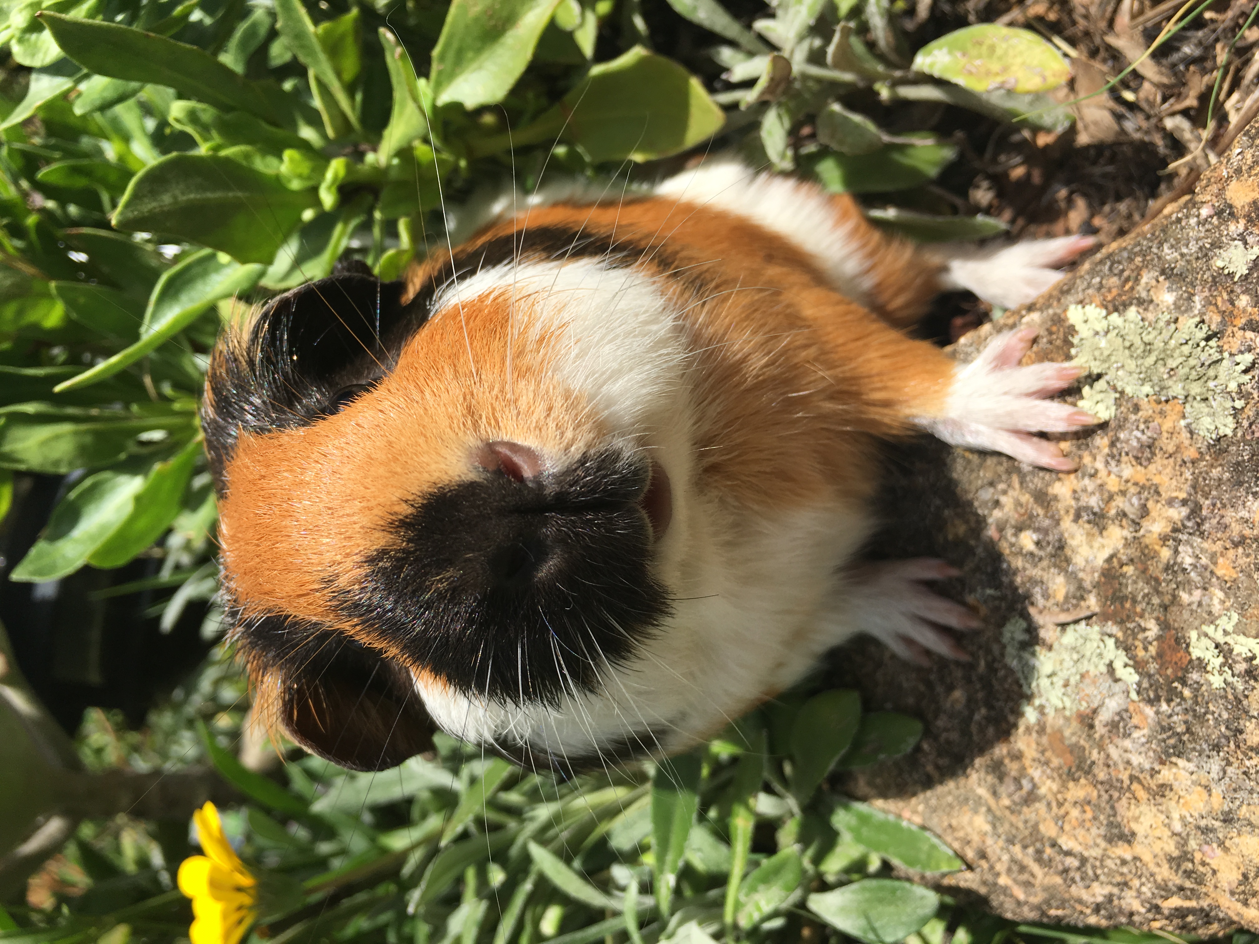 Hazel Male Shorthair Smooth Hair Guinea Pig in NSW PetRescue