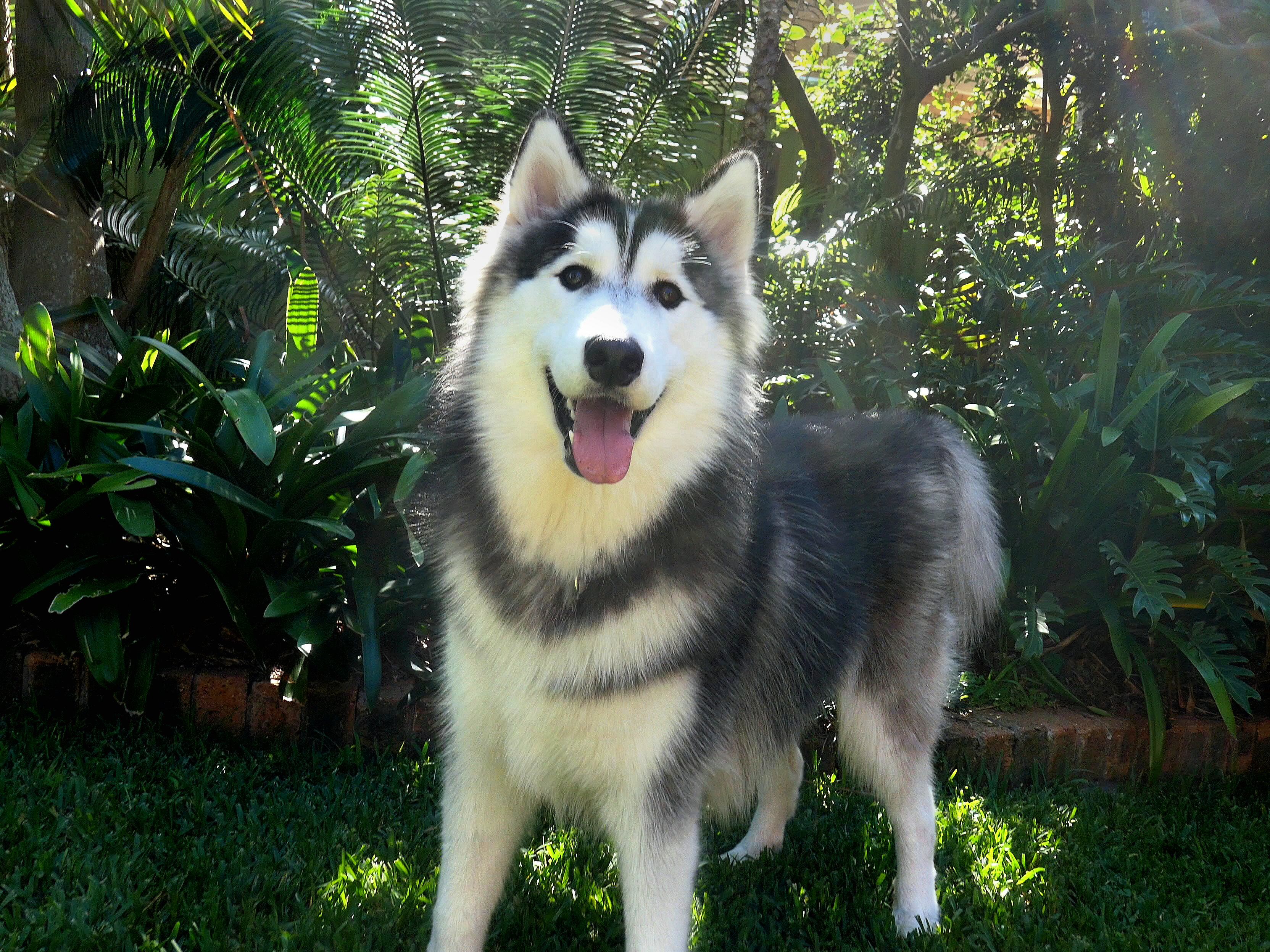 Smokey Large Male Alaskan Malamute x Siberian Husky Mix Dog in NSW PetRescue