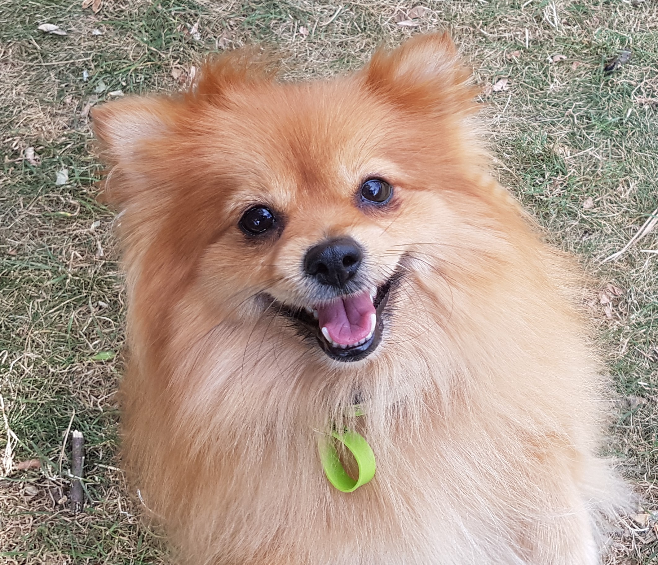 Princess Small Female Pomeranian Dog In VIC PetRescue   Jor3ukoqoa3swlacks9n 