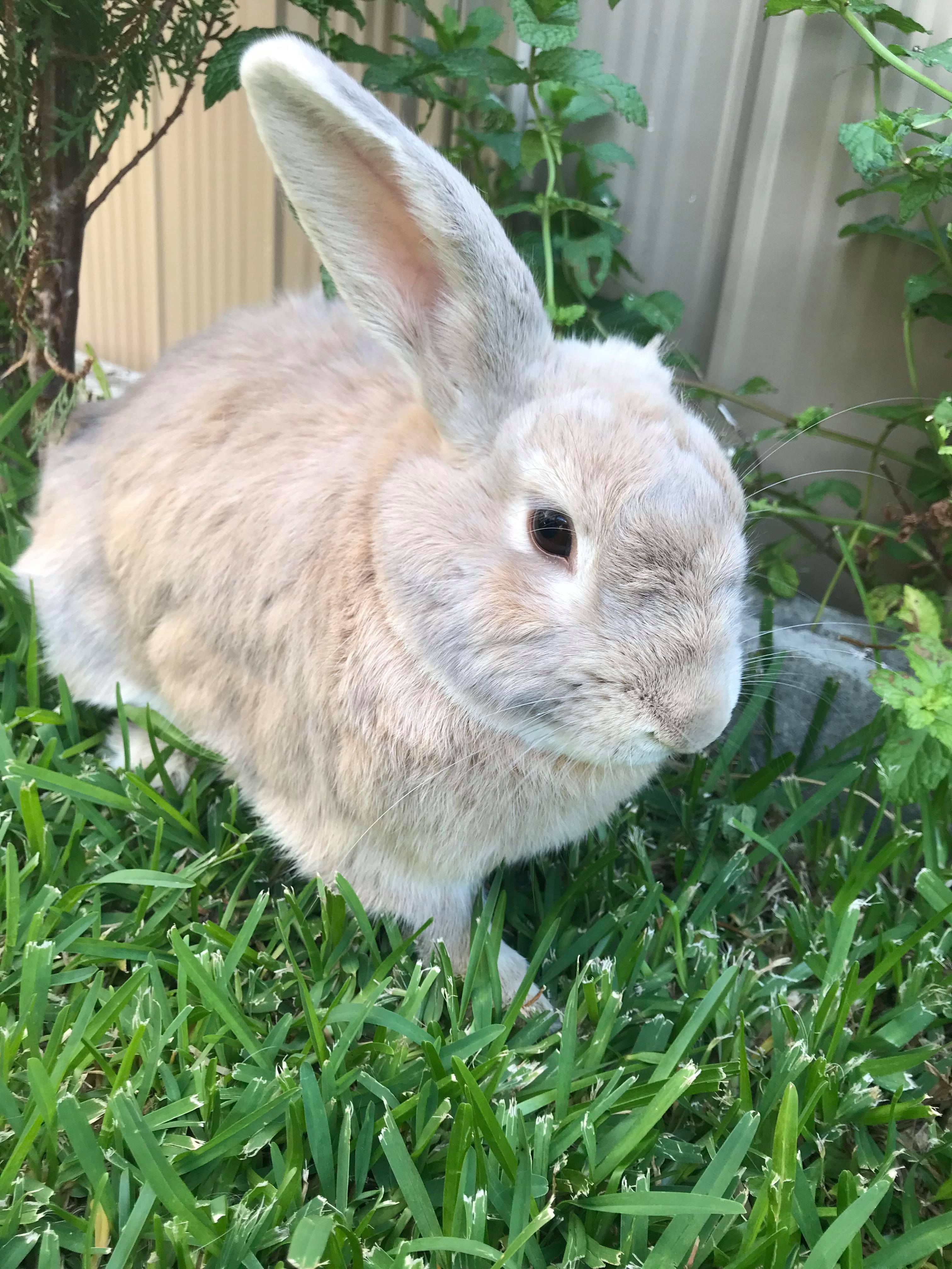 Sherlock Male Dwarf Rabbit in NSW PetRescue