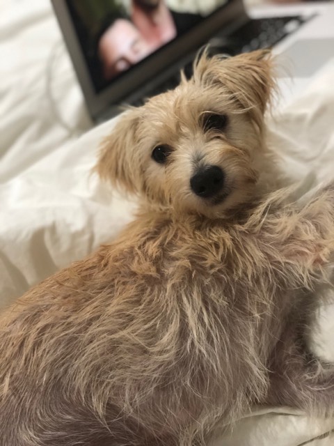 Maltese mini pinscher mix hotsell