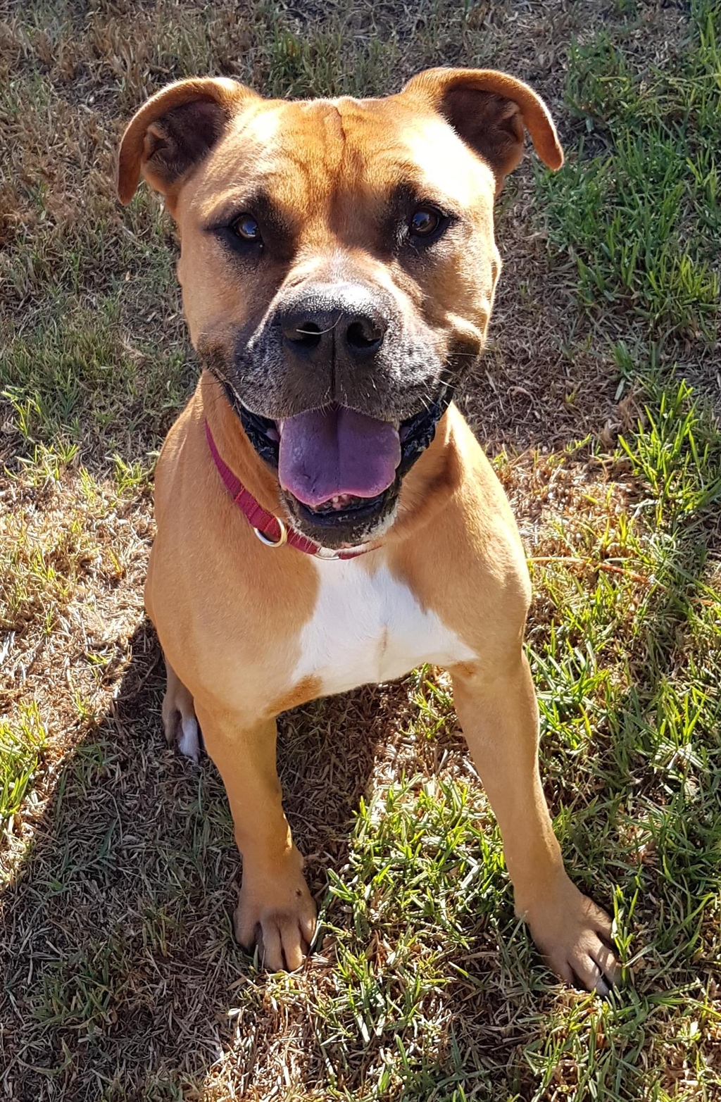 Boxer Puppies Wa State / 9 weeks old boxer puppy in Seattle, Washington ...