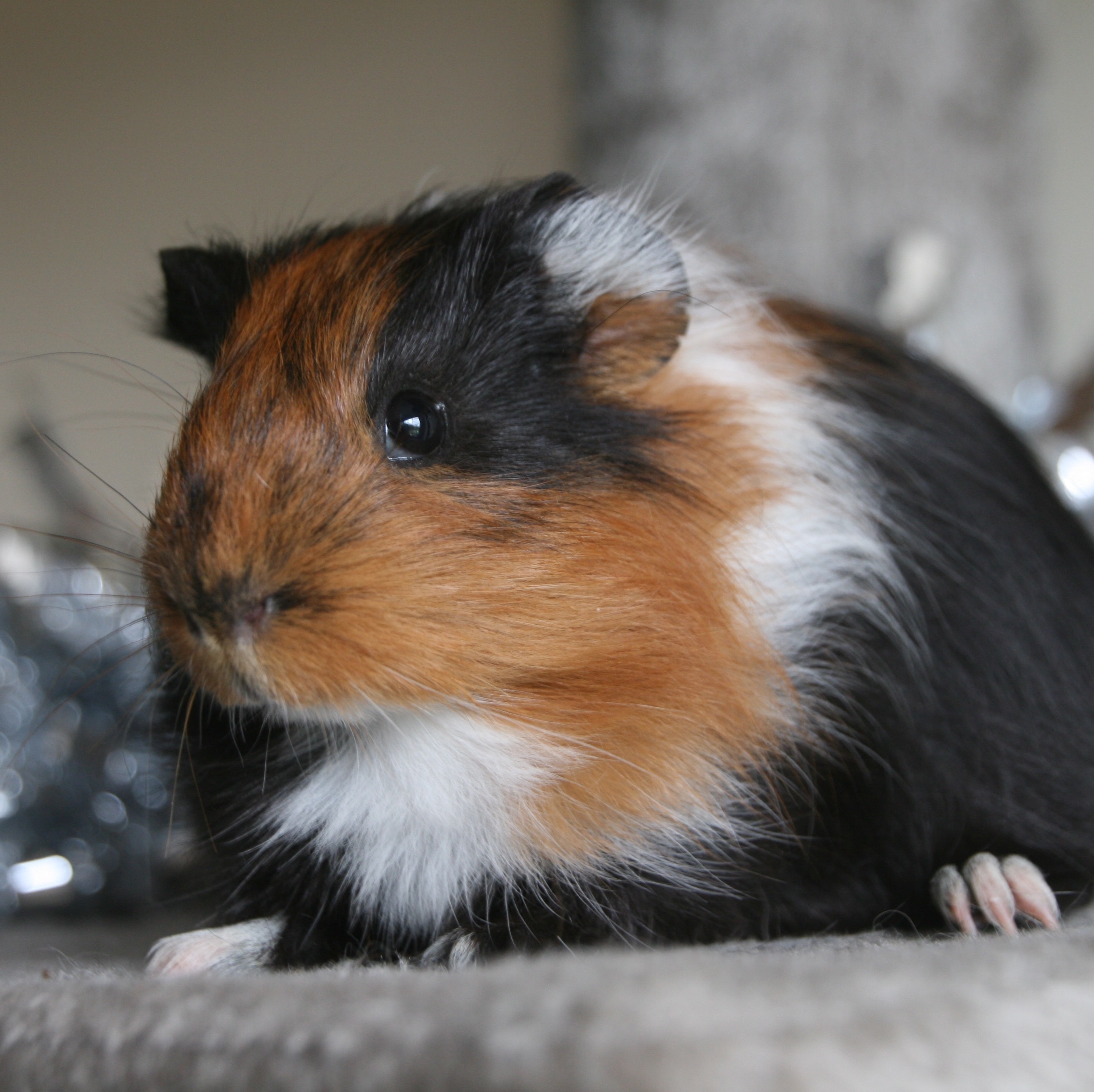 Szeth Male Mediumhair Guinea Pig in NSW PetRescue
