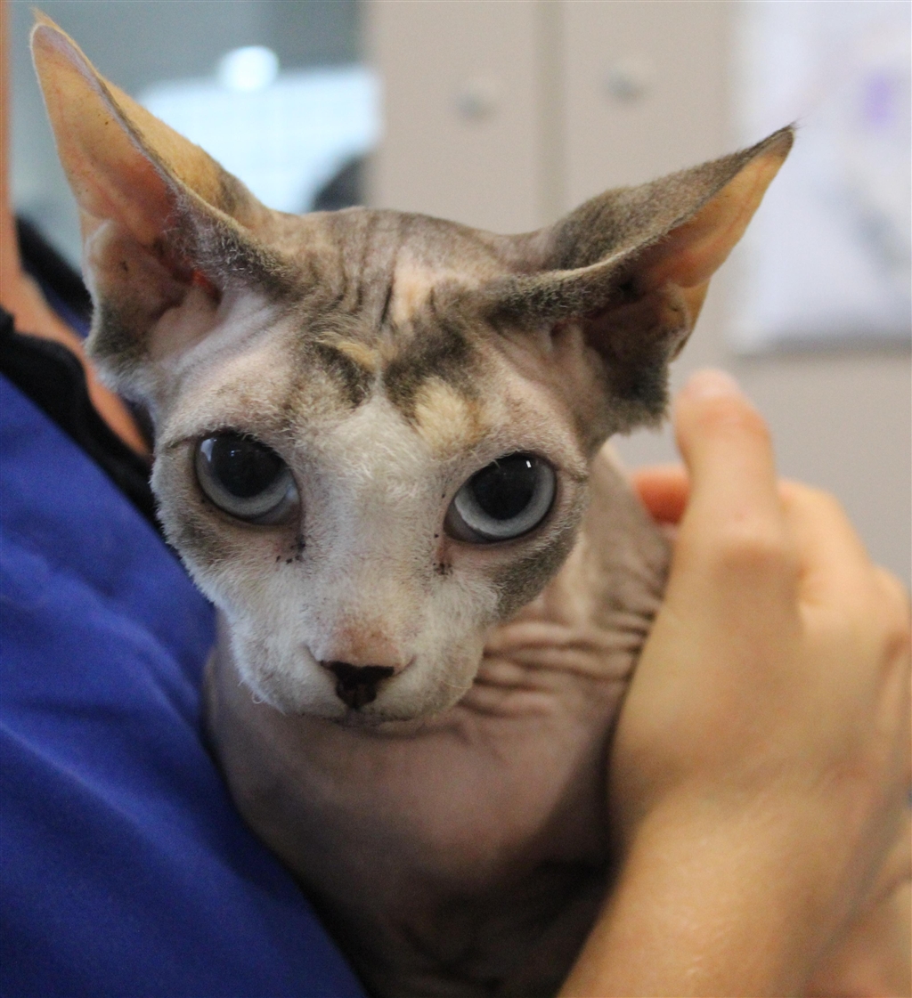 Annie Female Sphynx Mix Cat in WA PetRescue