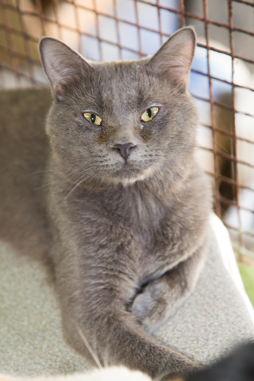 Perry Male British Shorthair x Burmese Mix Cat in NSW PetRescue