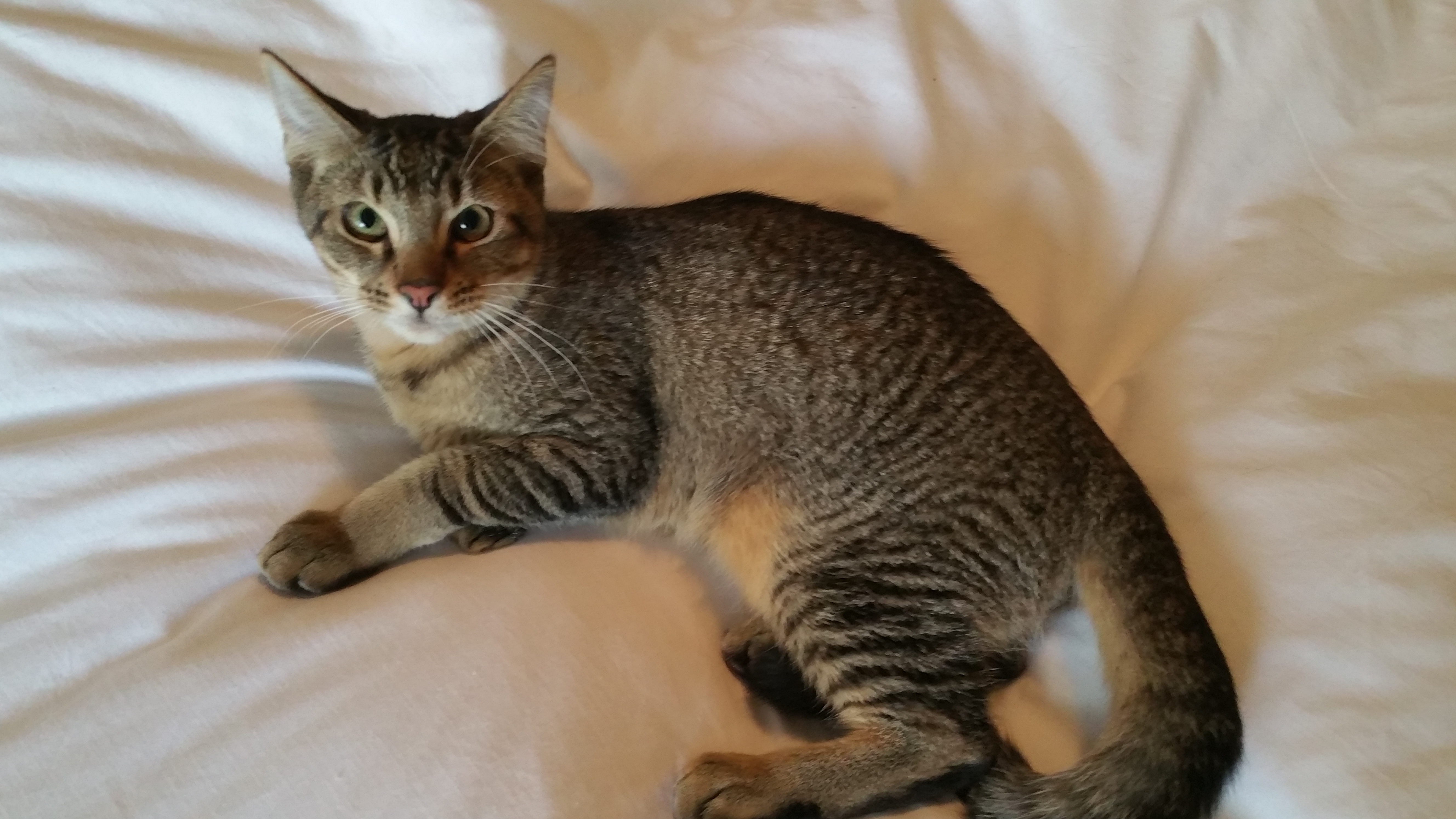 Do male cats protect kittens?