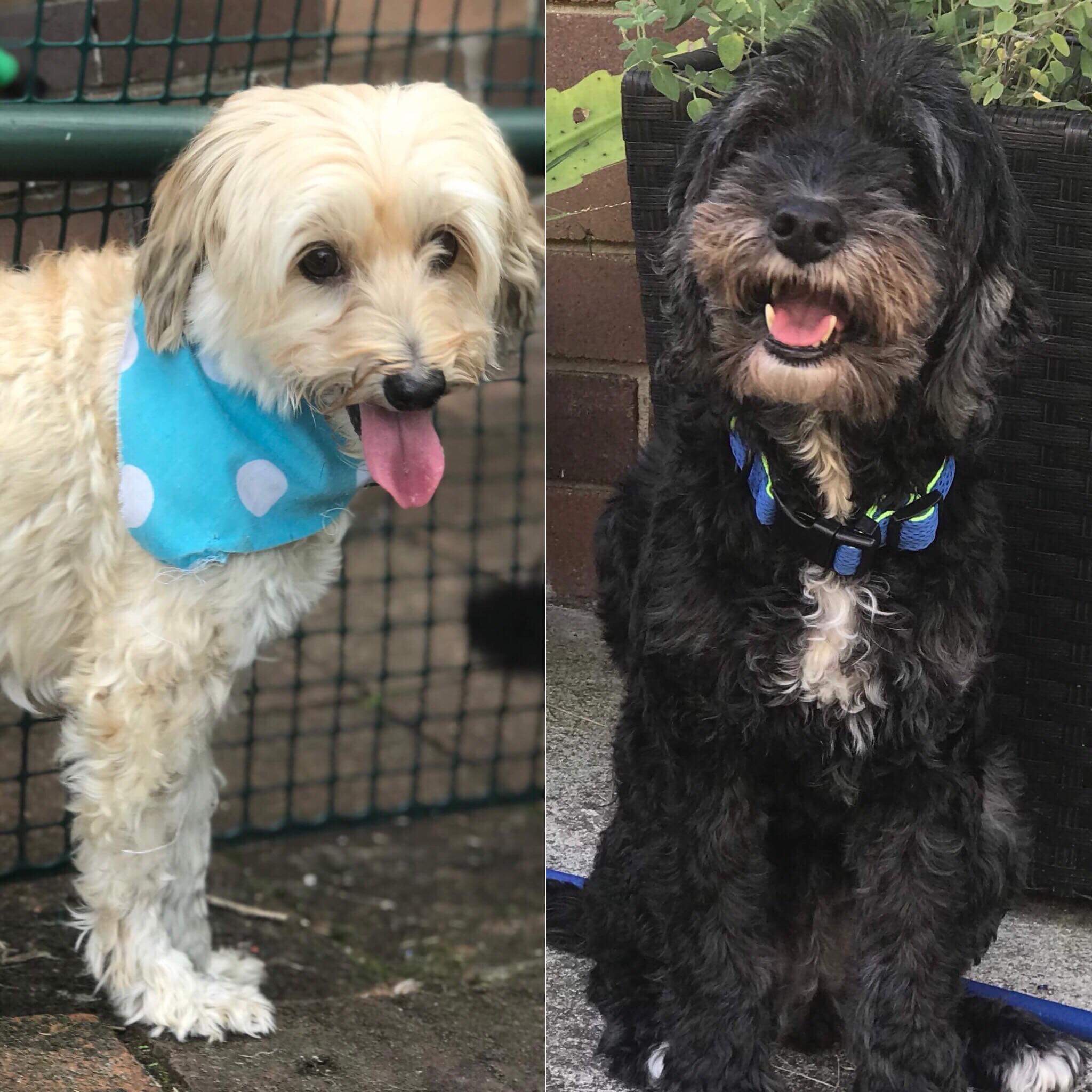 Suzi and Milla Small Female Cavalier King Charles Spaniel x Maltese x