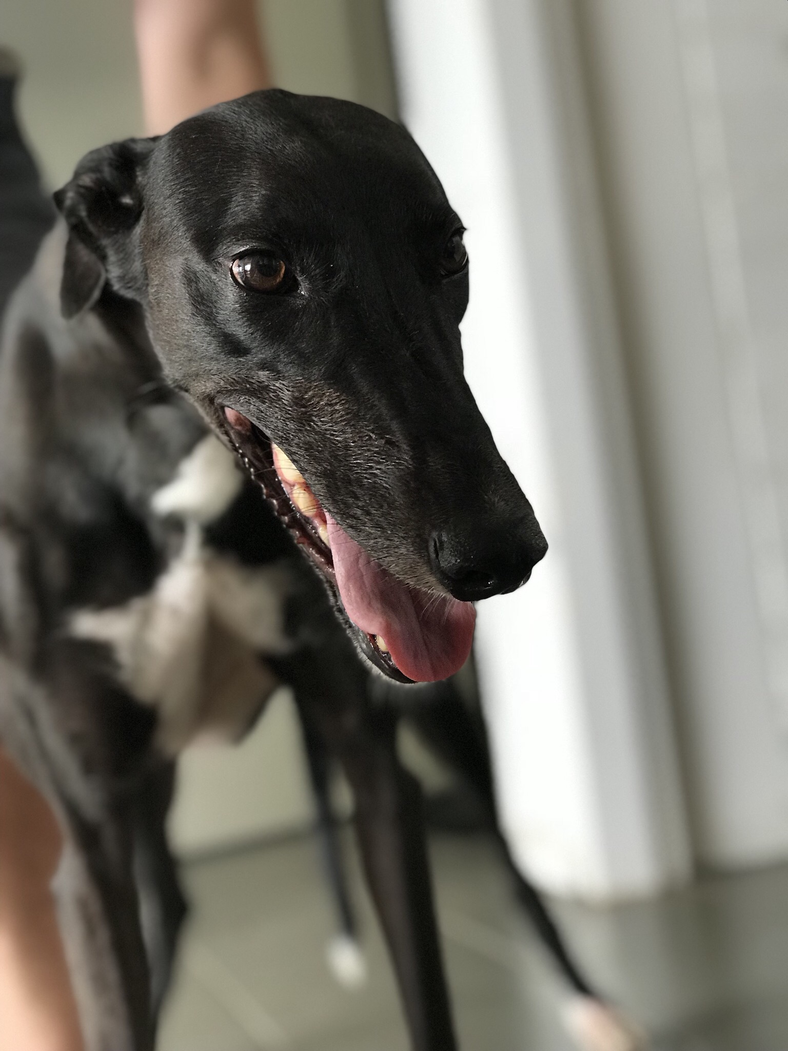 Gracie Large Female Greyhound Dog in NT PetRescue