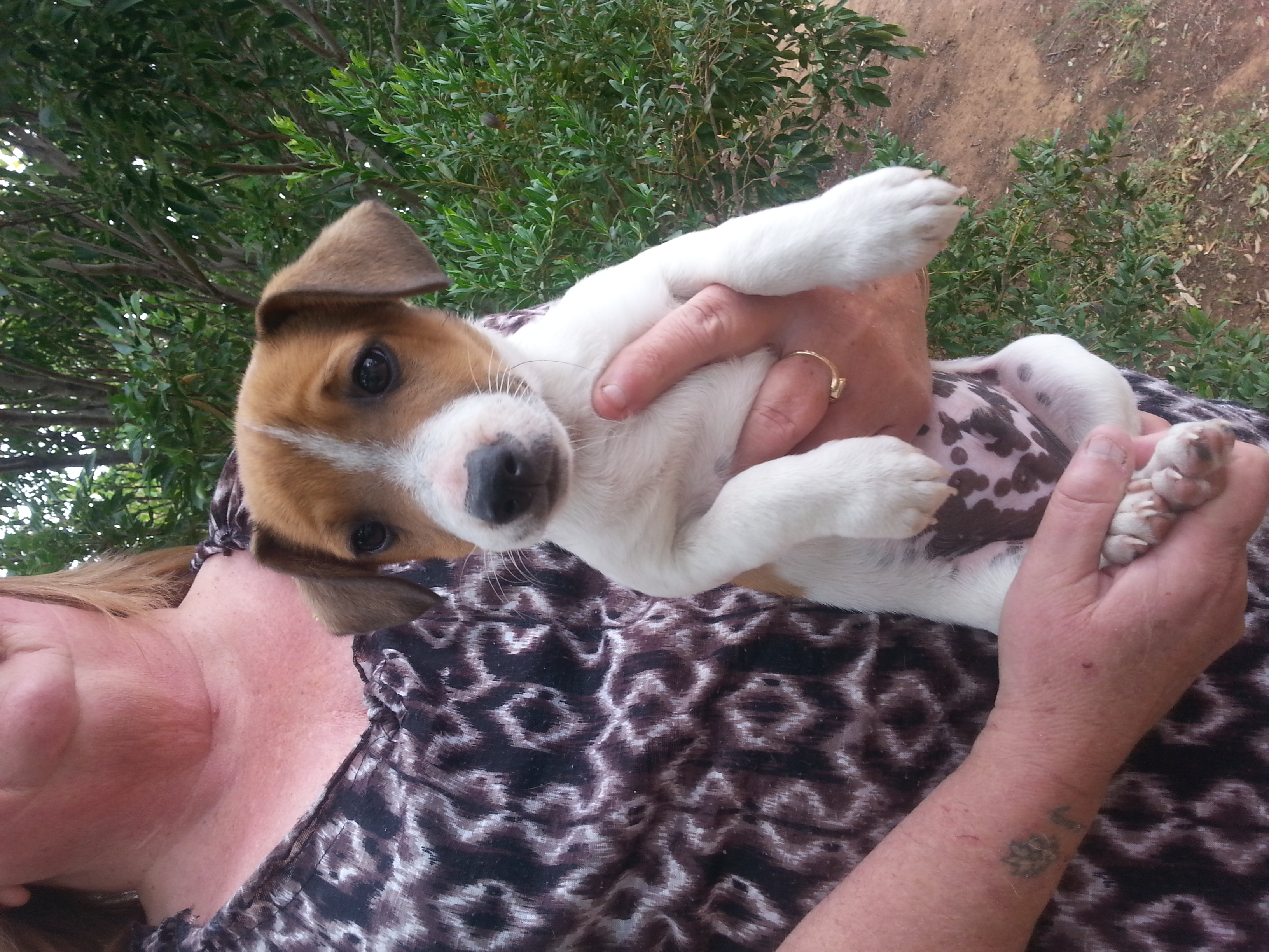 Sport Small Male Fox Terrier x Jack Russell Terrier Dog in VIC PetRescue