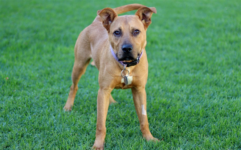 Ziggy Large Male Rhodesian Ridgeback x Staffy Mix Dog in VIC PetRescue