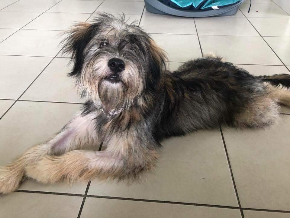 Maizie Medium Male Tibetan Terrier Mix Dog in QLD PetRescue
