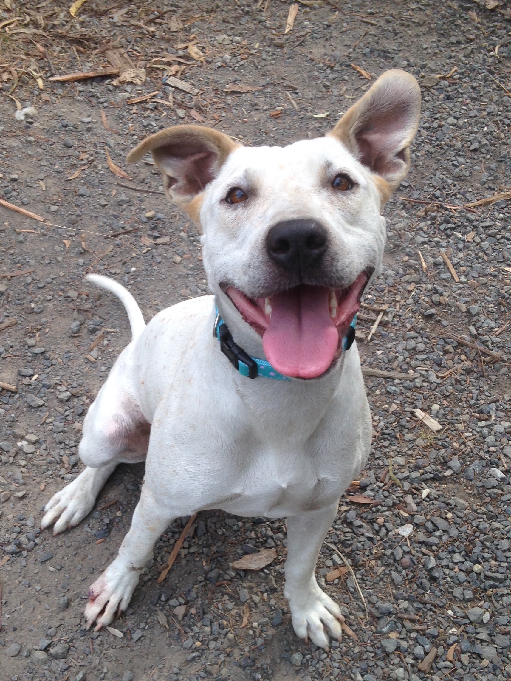 Skye Medium Female Labrador x Red Heeler x Mixed Breed Mix Dog in VIC