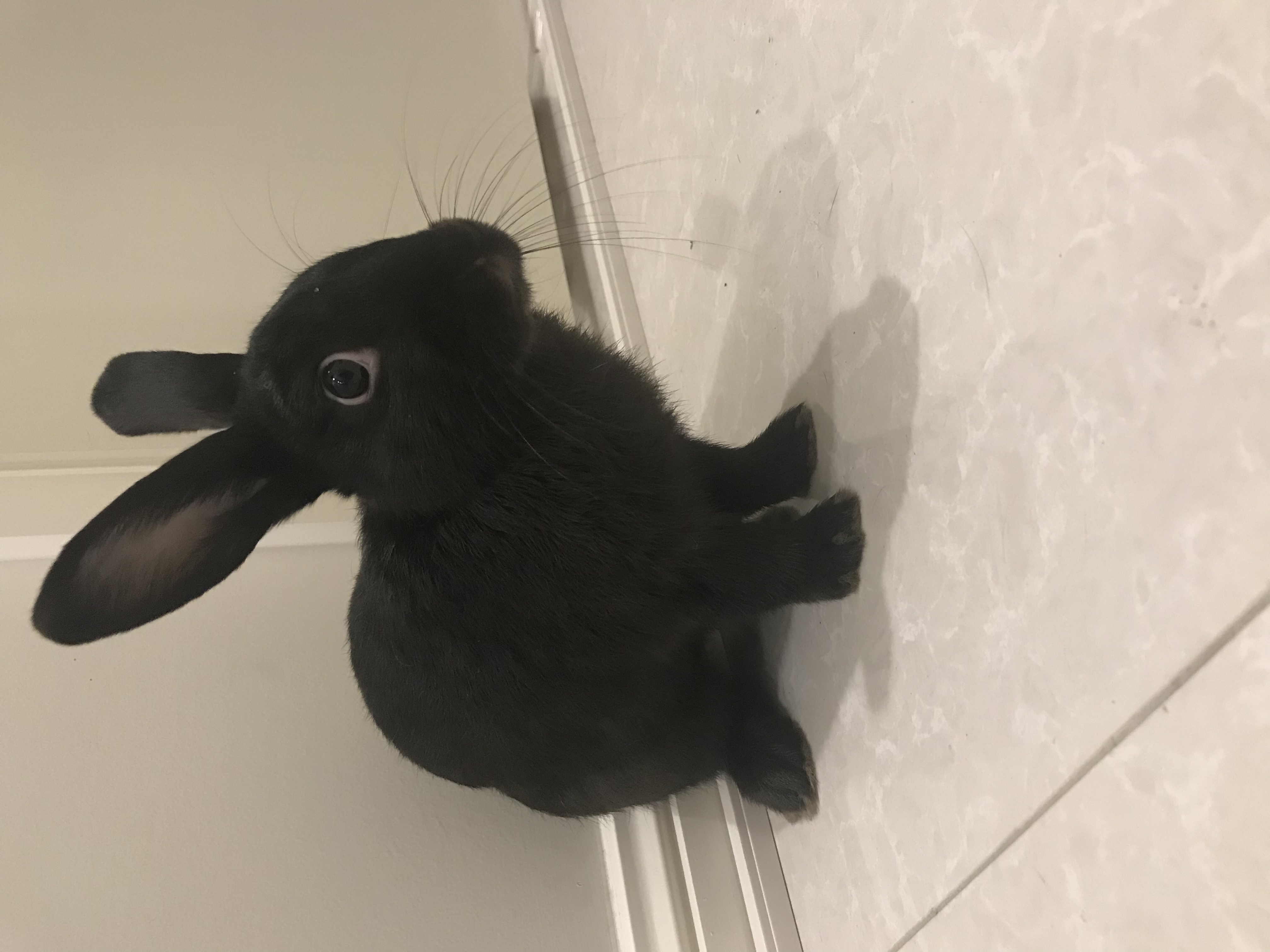 Hunter Male Dwarf Rabbit in NSW PetRescue