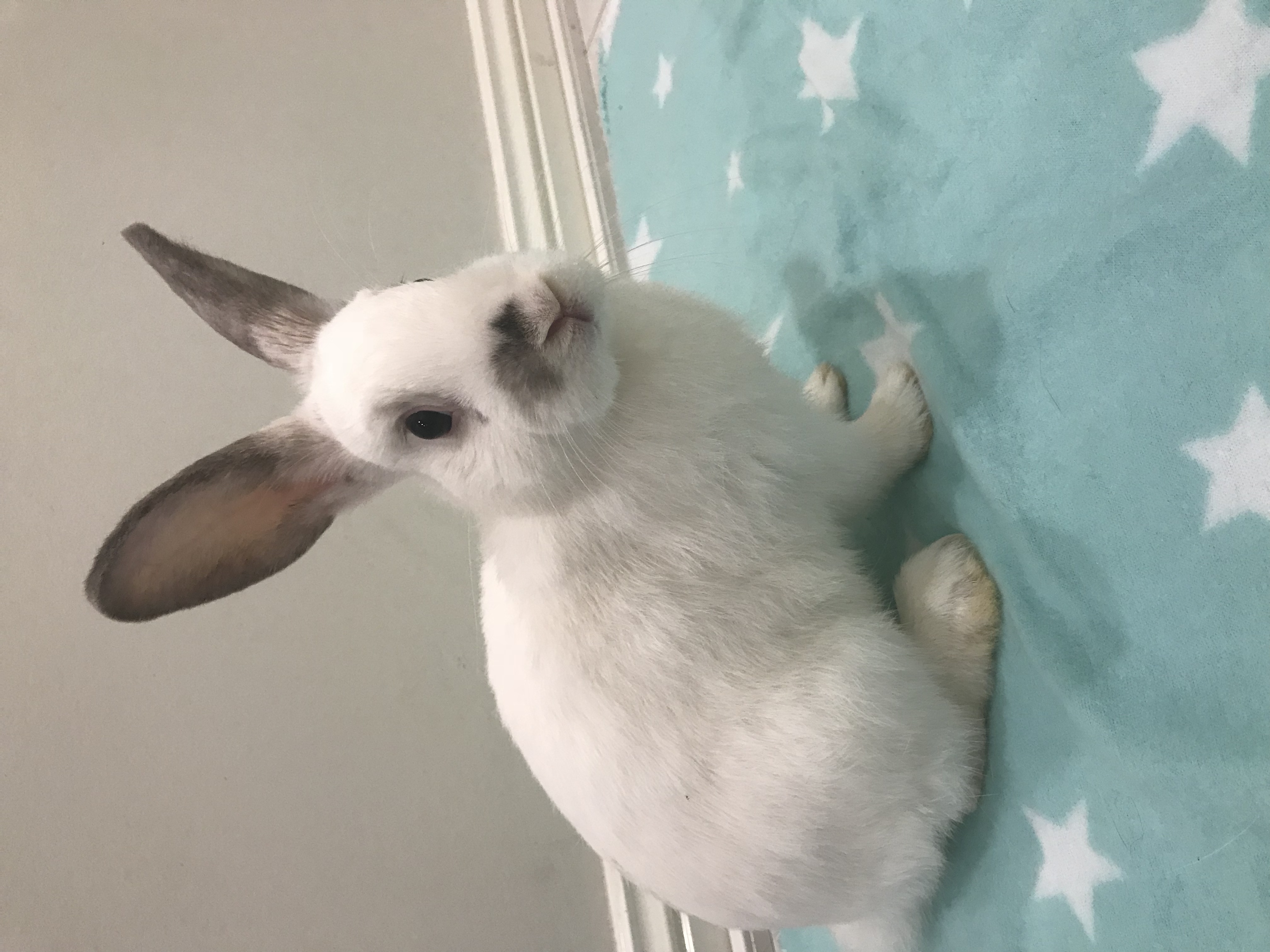 Duncan Male Dwarf Rabbit in NSW PetRescue