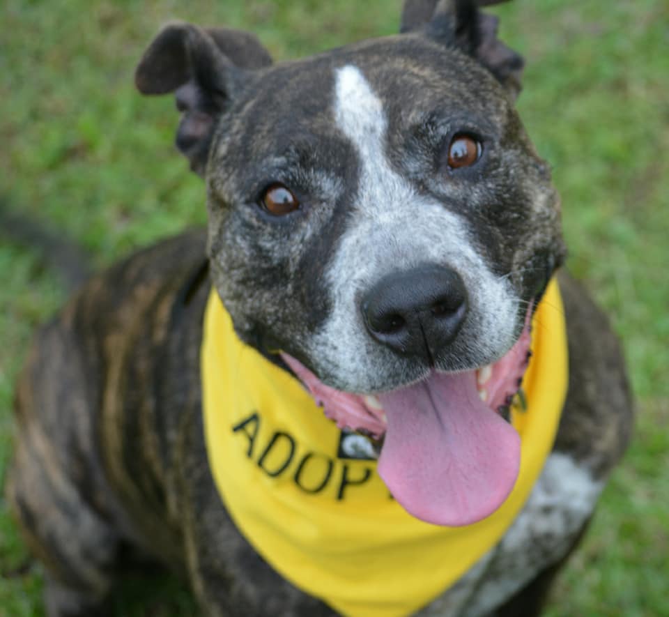 Precious Paws Animal Rescue PetRescue