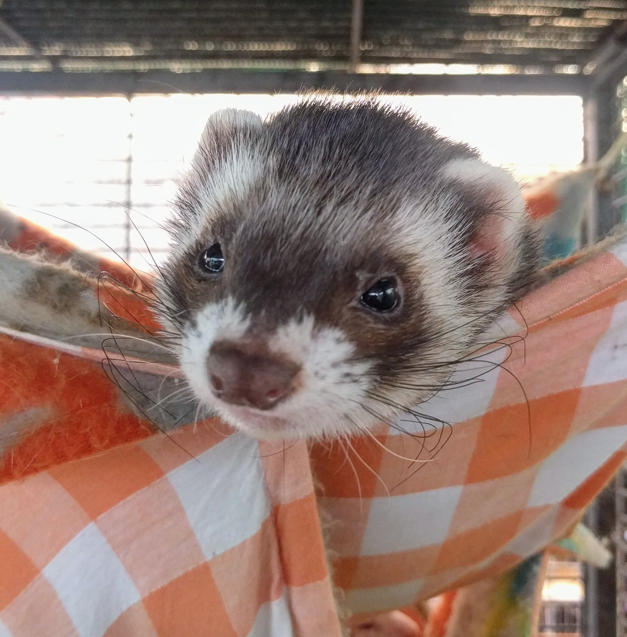 Bellamy Male Ferret in VIC PetRescue