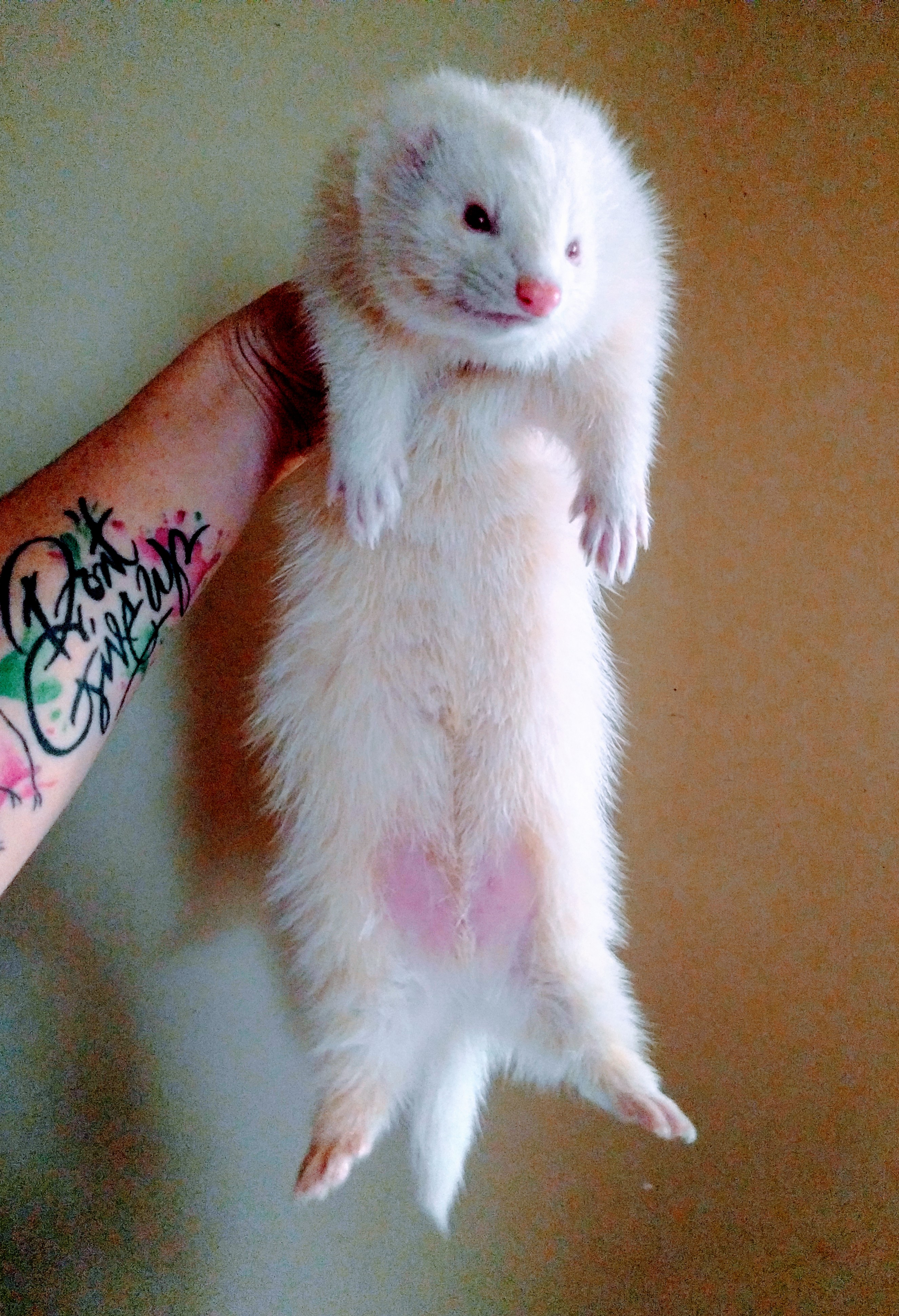Trilby Female Ferret in VIC PetRescue