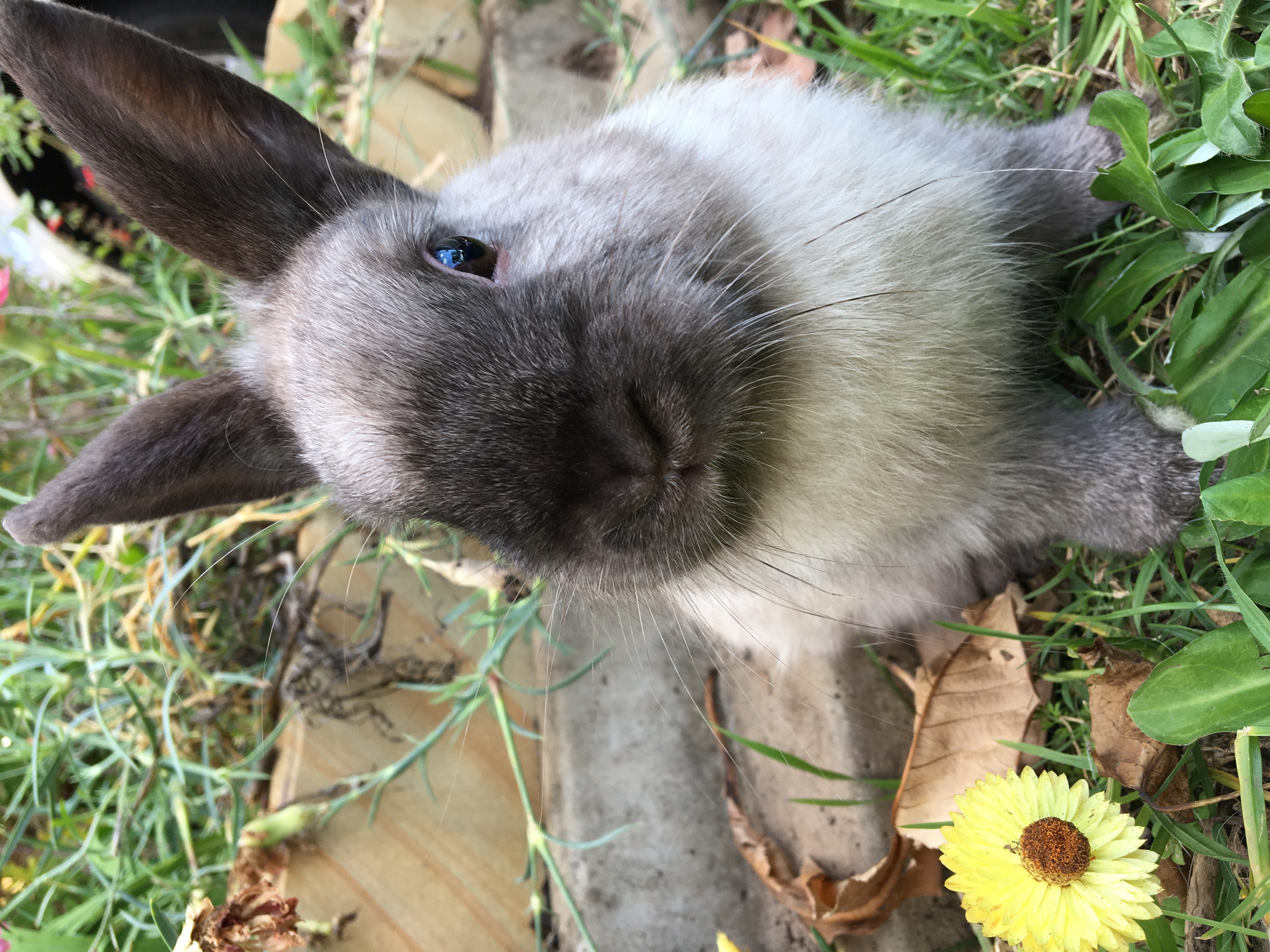 Jess - Female Dwarf Rabbit in NSW - PetRescue