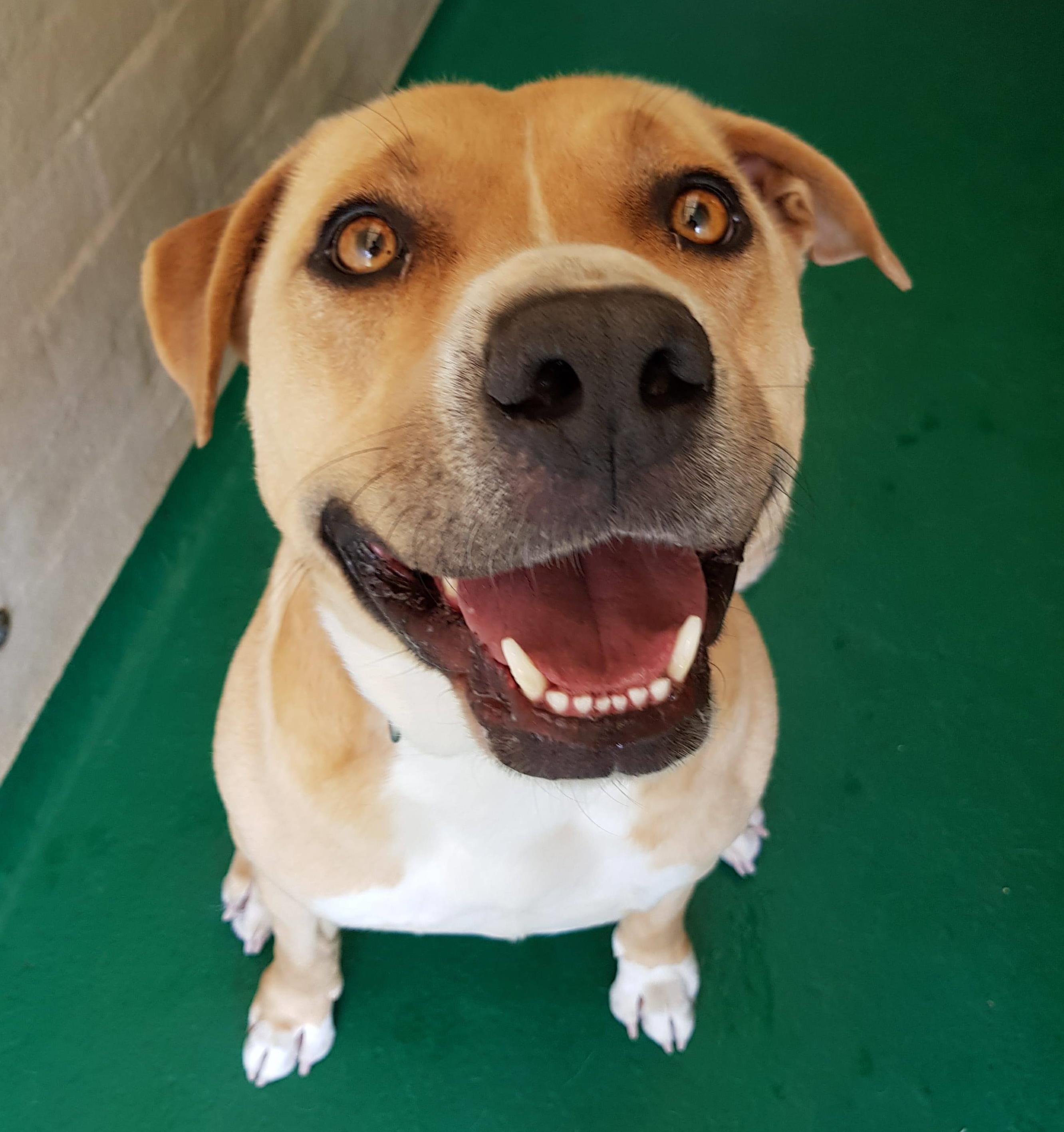Max ID 28182 Large Male Labrador x Staffy Dog in VIC PetRescue