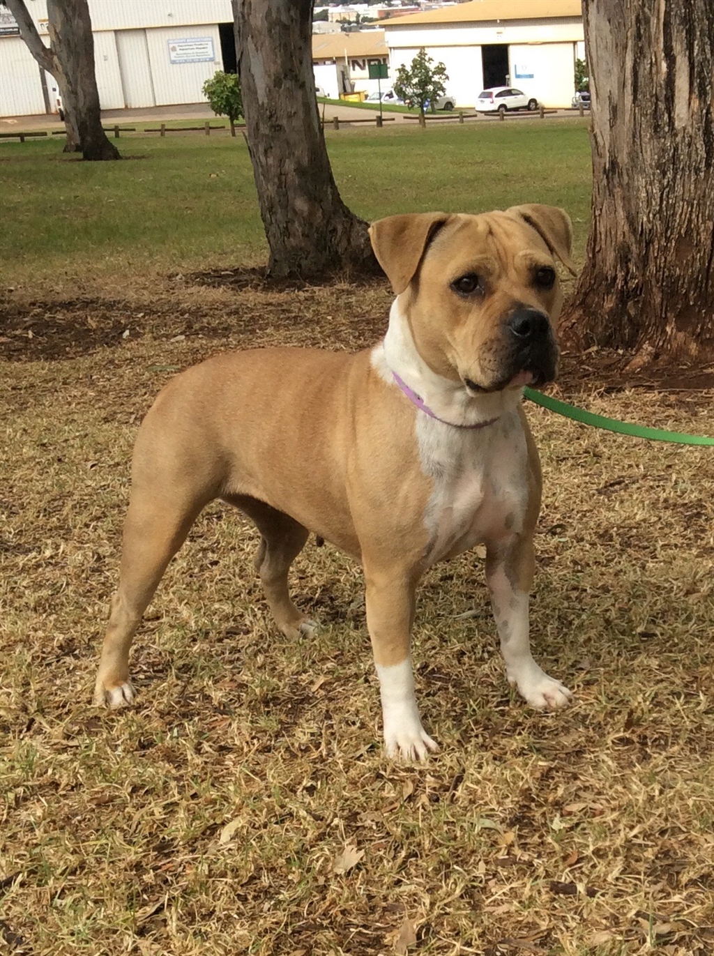 Narla Medium Female Australian Bulldog x English