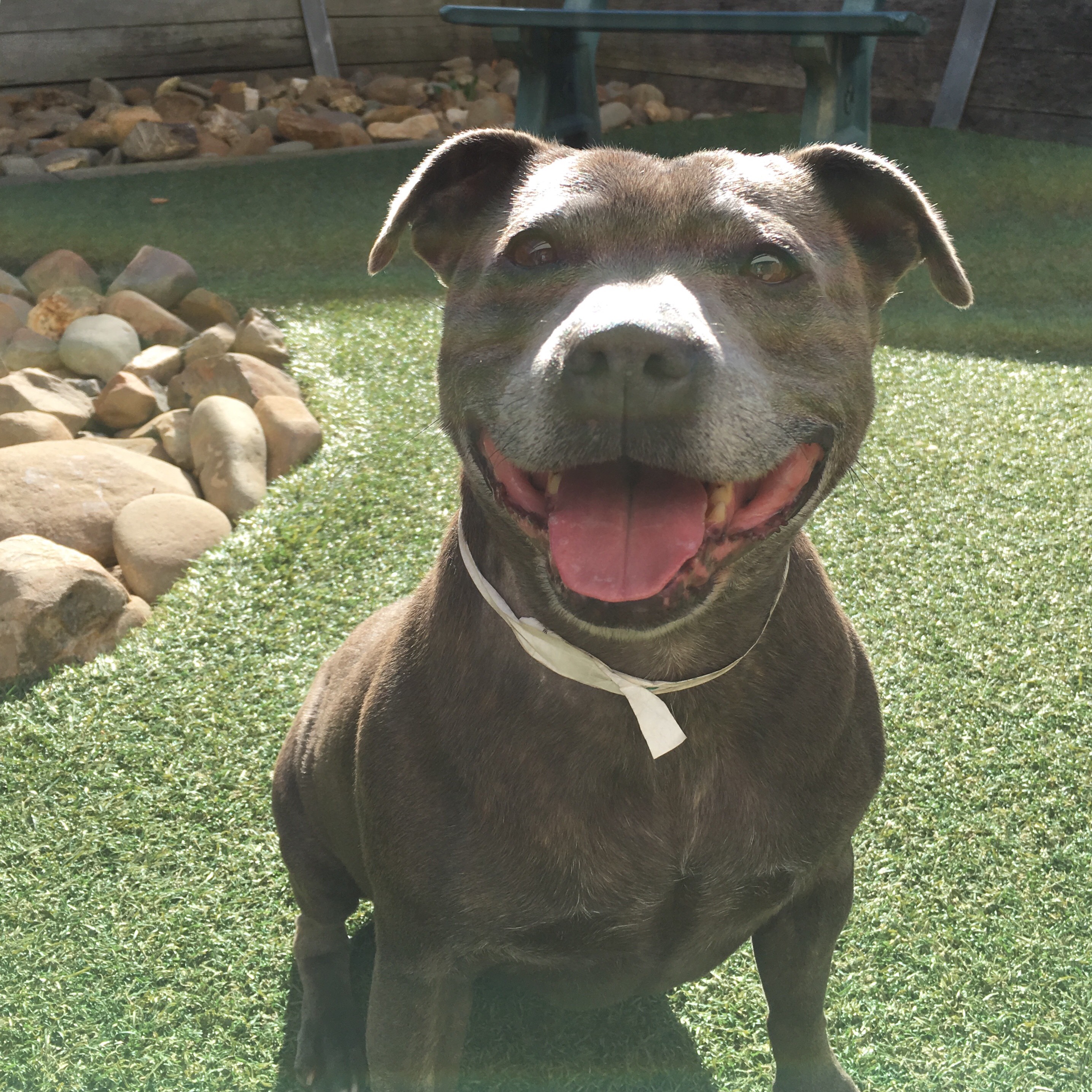 Mya 895344 Medium Female Staffordshire Bull Terrier Dog in VIC PetRescue