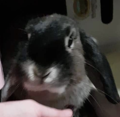 Hayley - Female Dwarf Lop Rabbit in VIC - PetRescue