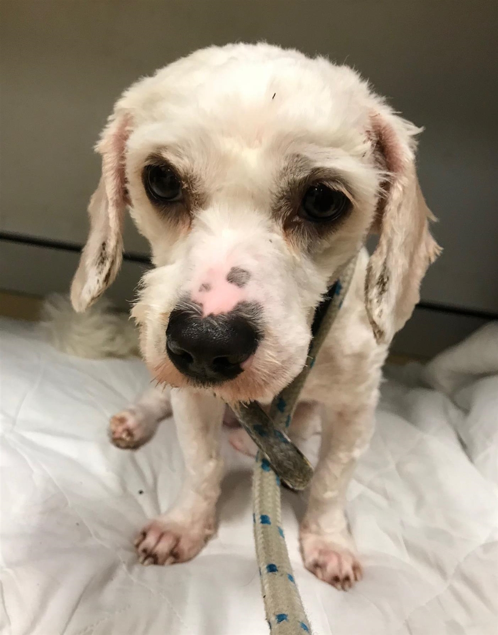 Cooper Small Male Cavalier King Charles Spaniel x Maltese Terrier Mix