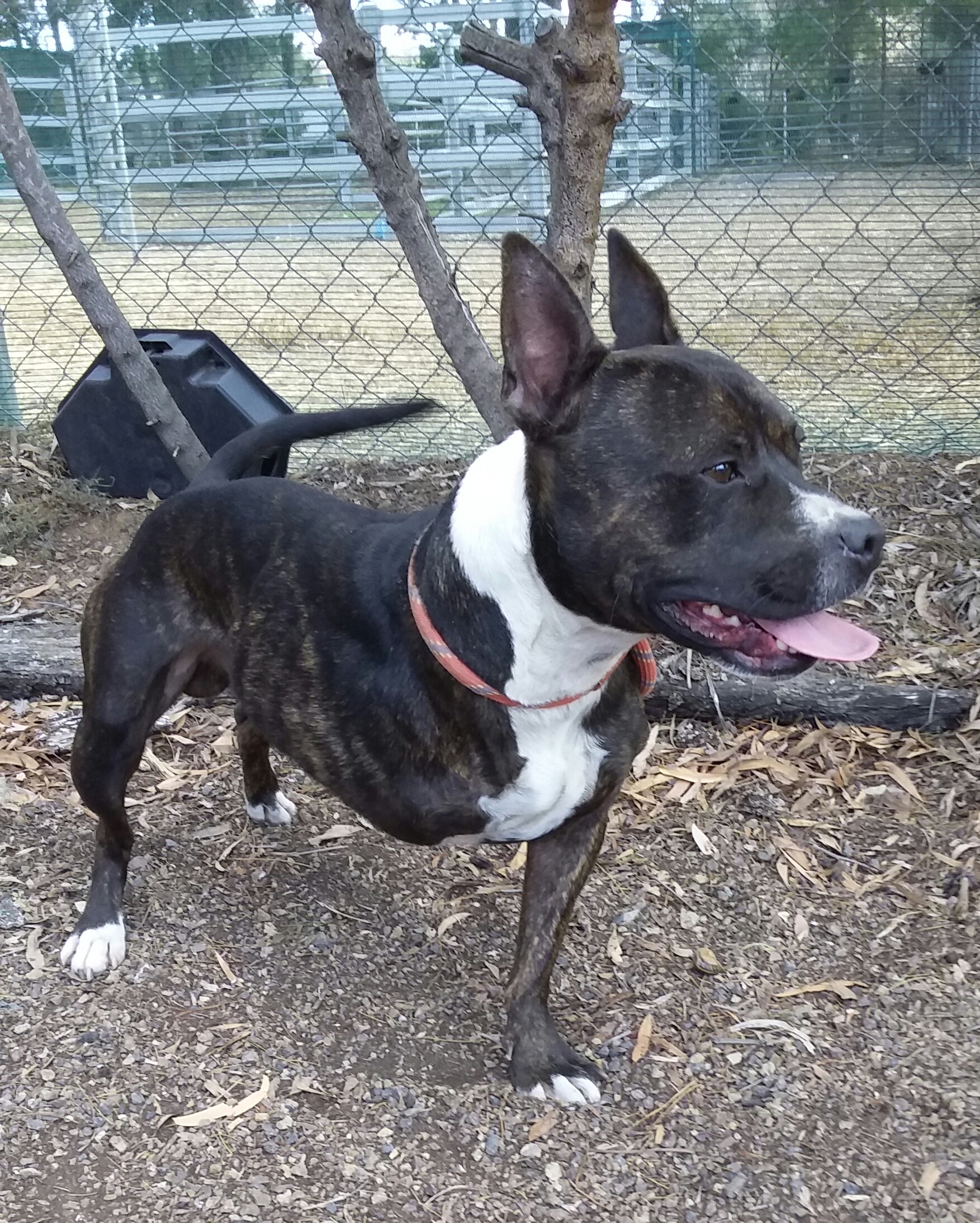 Phoenix Small Male Staffordshire Bull Terrier Dog in NSW PetRescue
