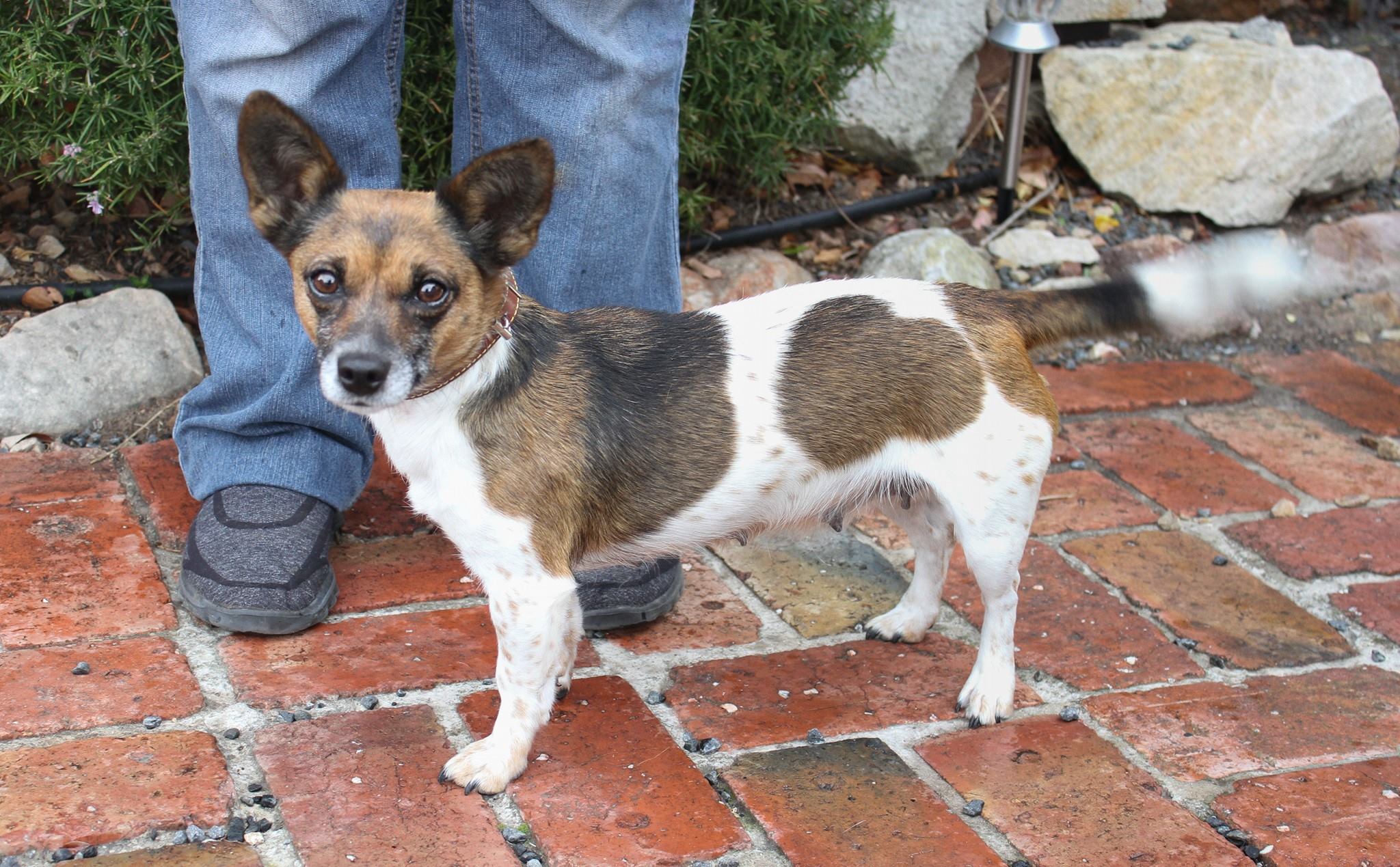 Brandy Small Female Fox Terrier x Jack Russell Terrier Mix Dog in VIC PetRescue