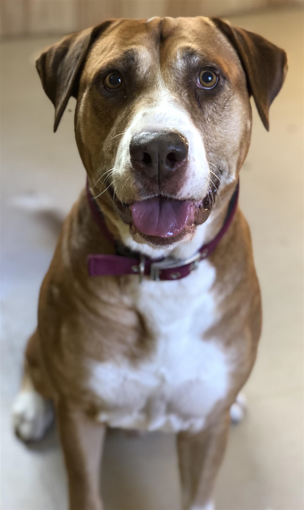 Jakey Large Male Labrador Retriever x American Staffordshire Bull