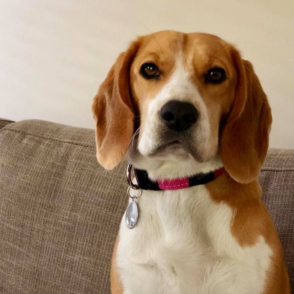 Luna Medium Female Beagle Dog in VIC PetRescue