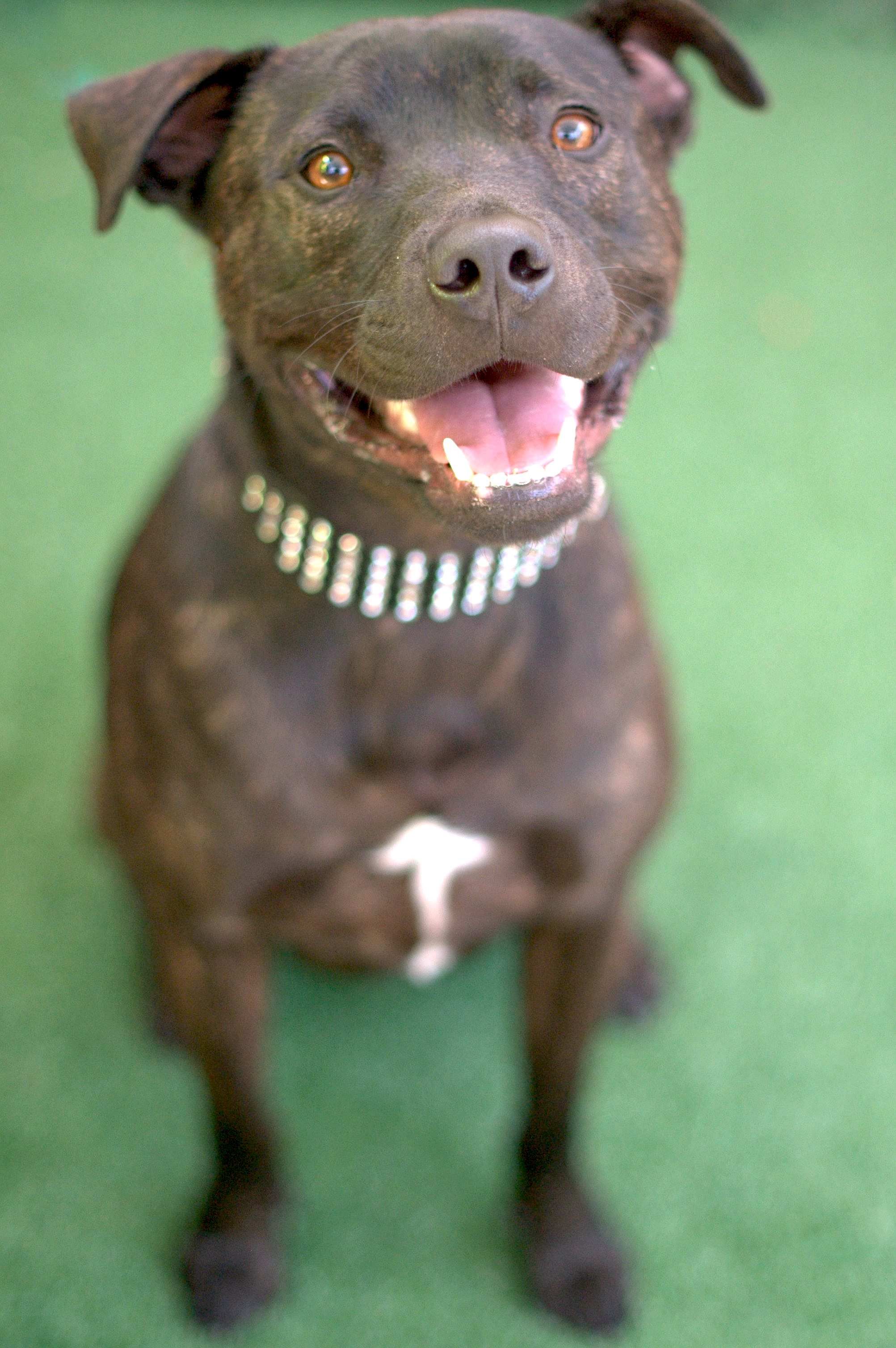 Rocky Large Male American Staffordshire Bull Terrier Mix Dog in NSW PetRescue