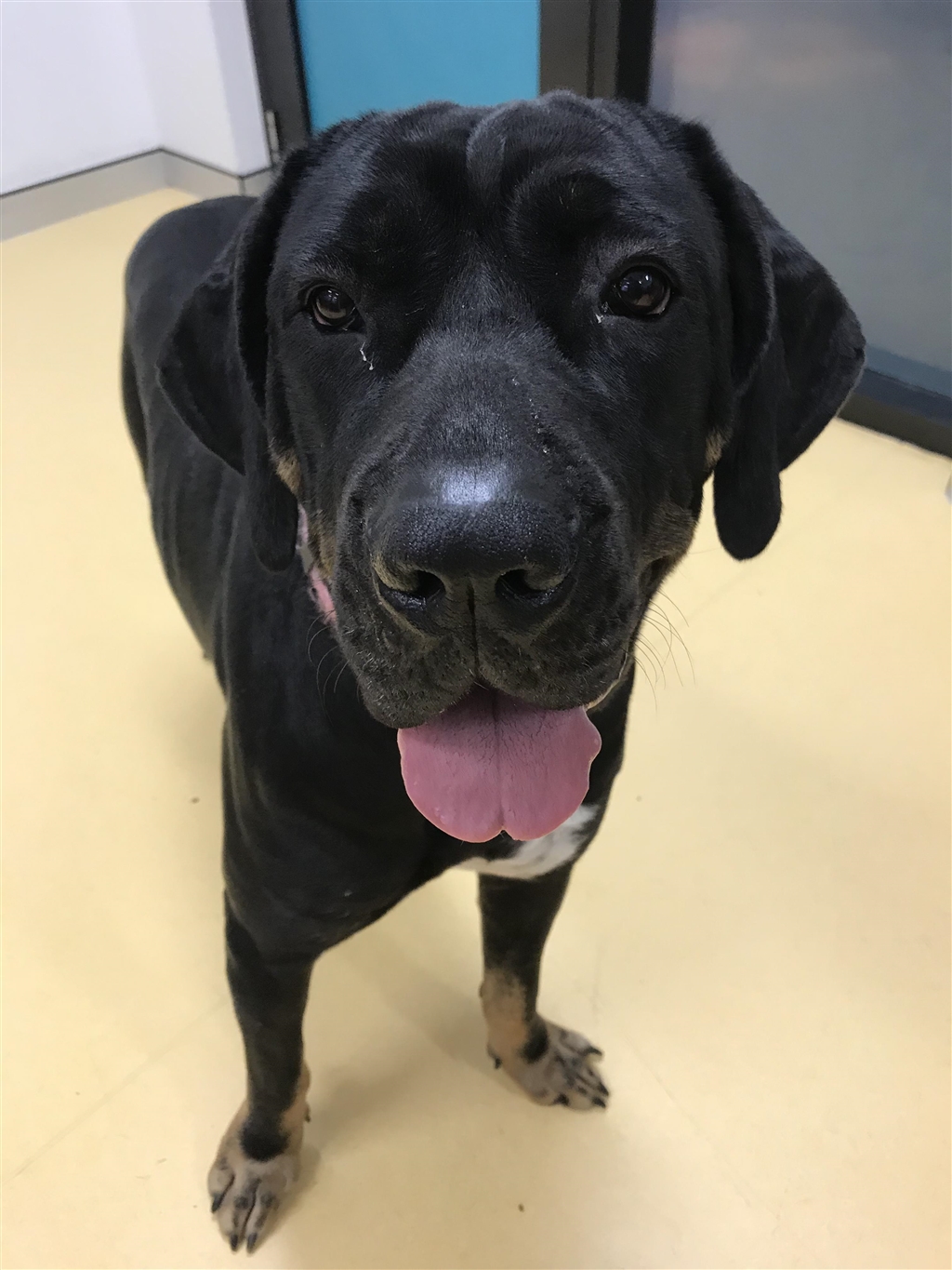 Maple Large Female Neapolitan Mastiff x Rottweiler Mix Dog in QLD PetRescue